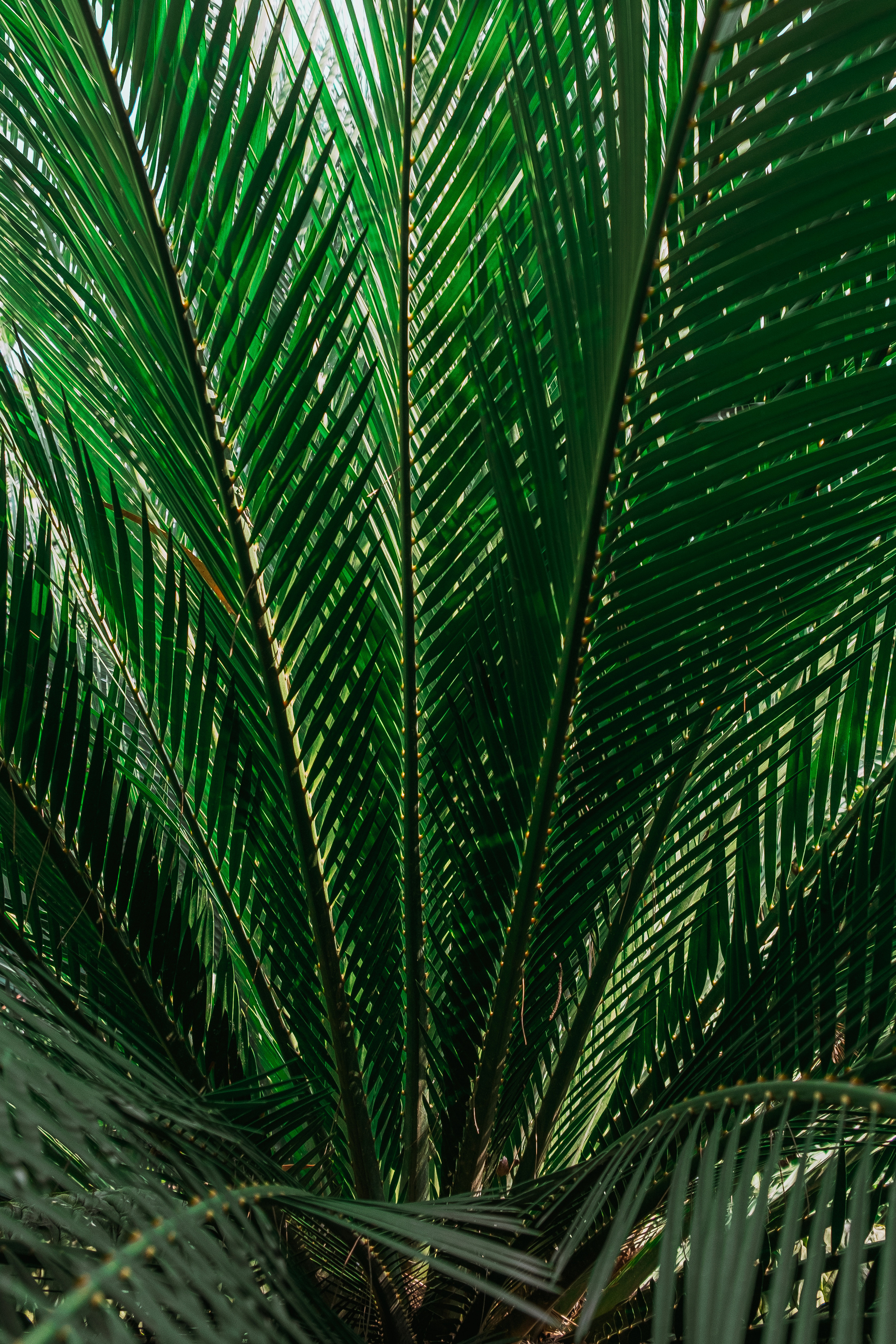 Jardí de l'Albarda (Сад l'Albarda)