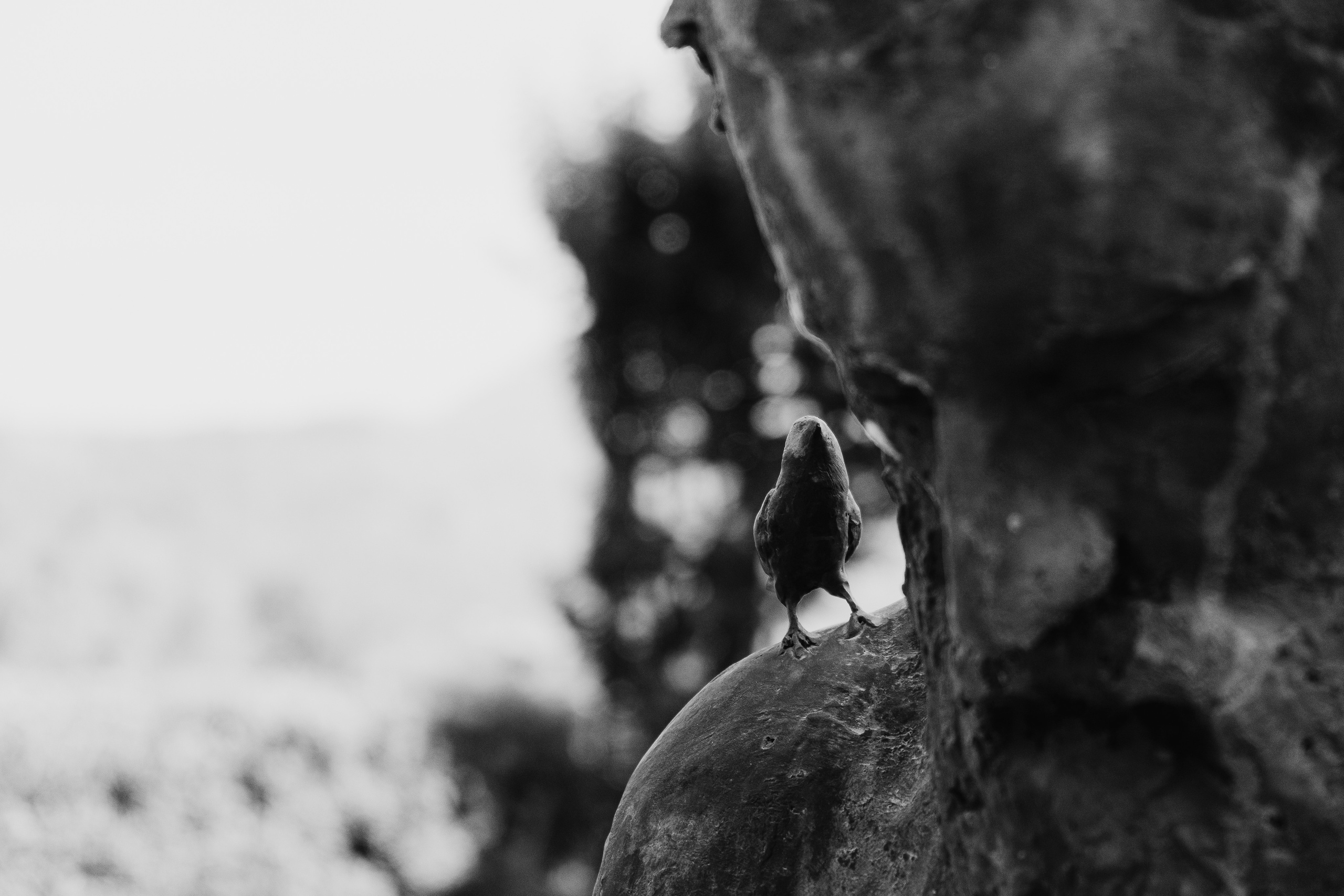 Jardí de l'Albarda (Сад l'Albarda)