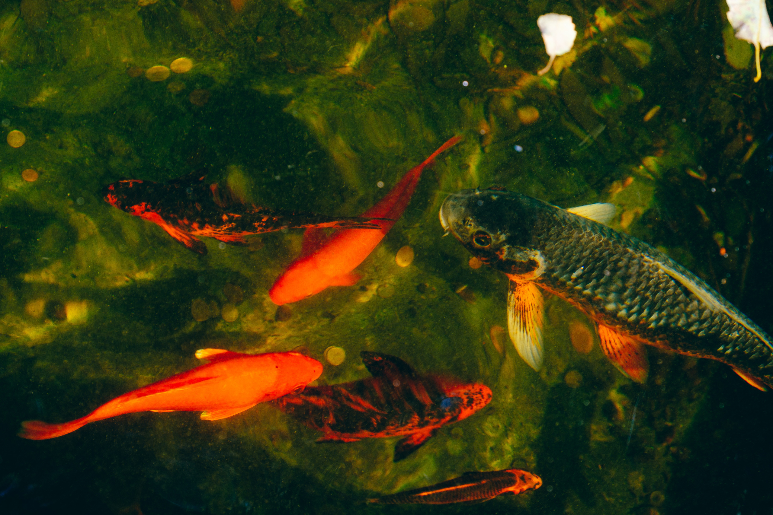 Jardí de l'Albarda (Сад l'Albarda)