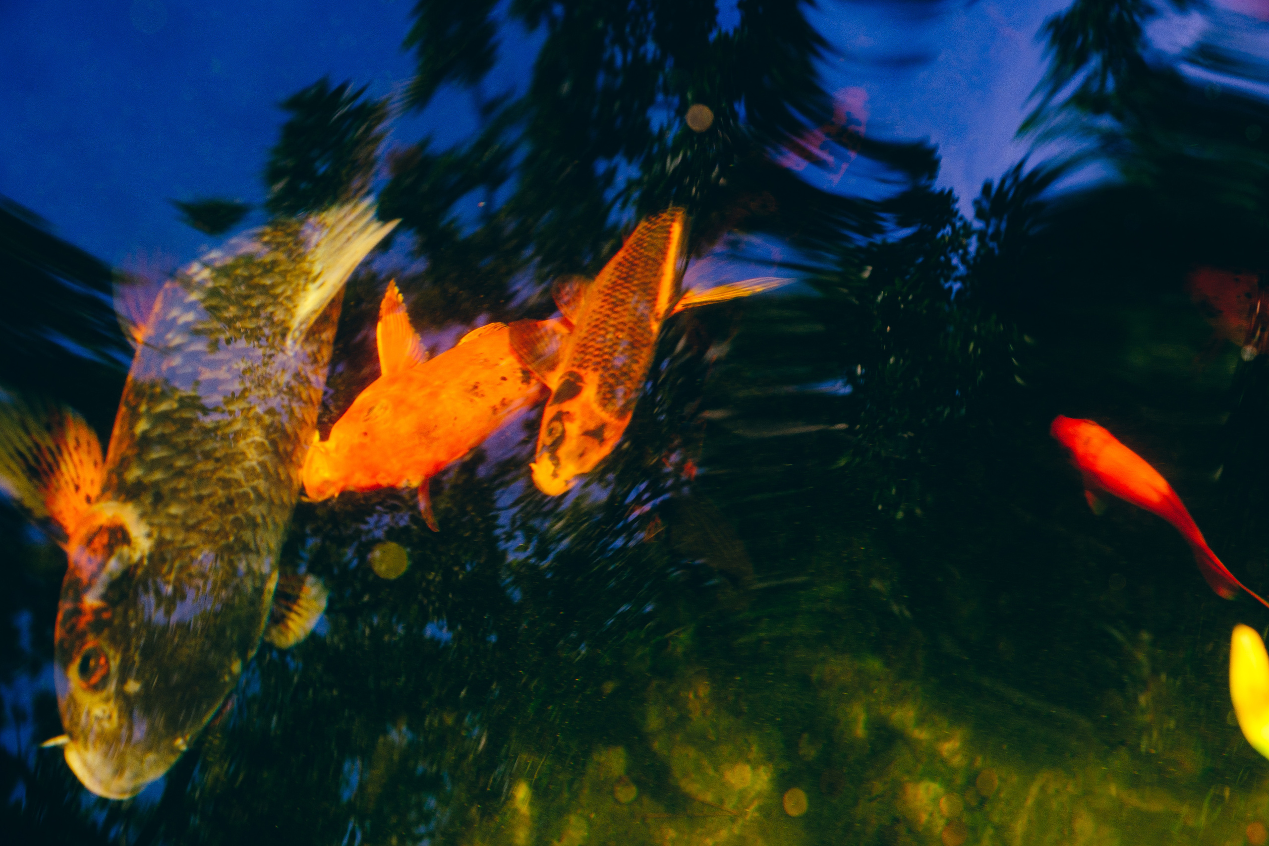 Jardí de l'Albarda (Сад l'Albarda)