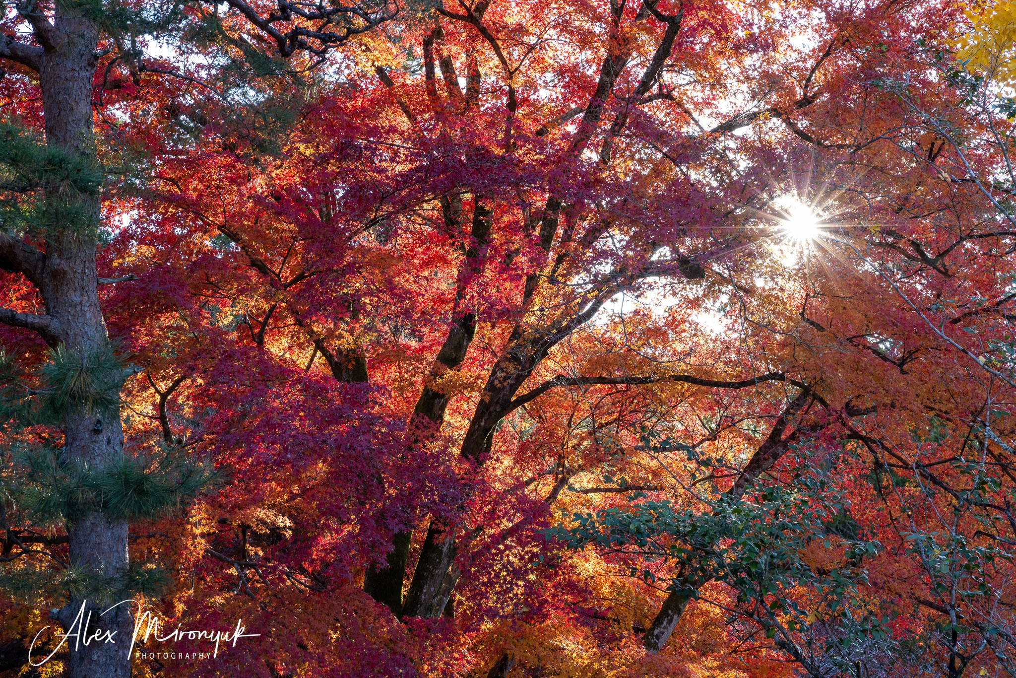 Autumn Colors of Japan. Pet, Senior, Landscape, portrait studio, photographer in Miami and Sou