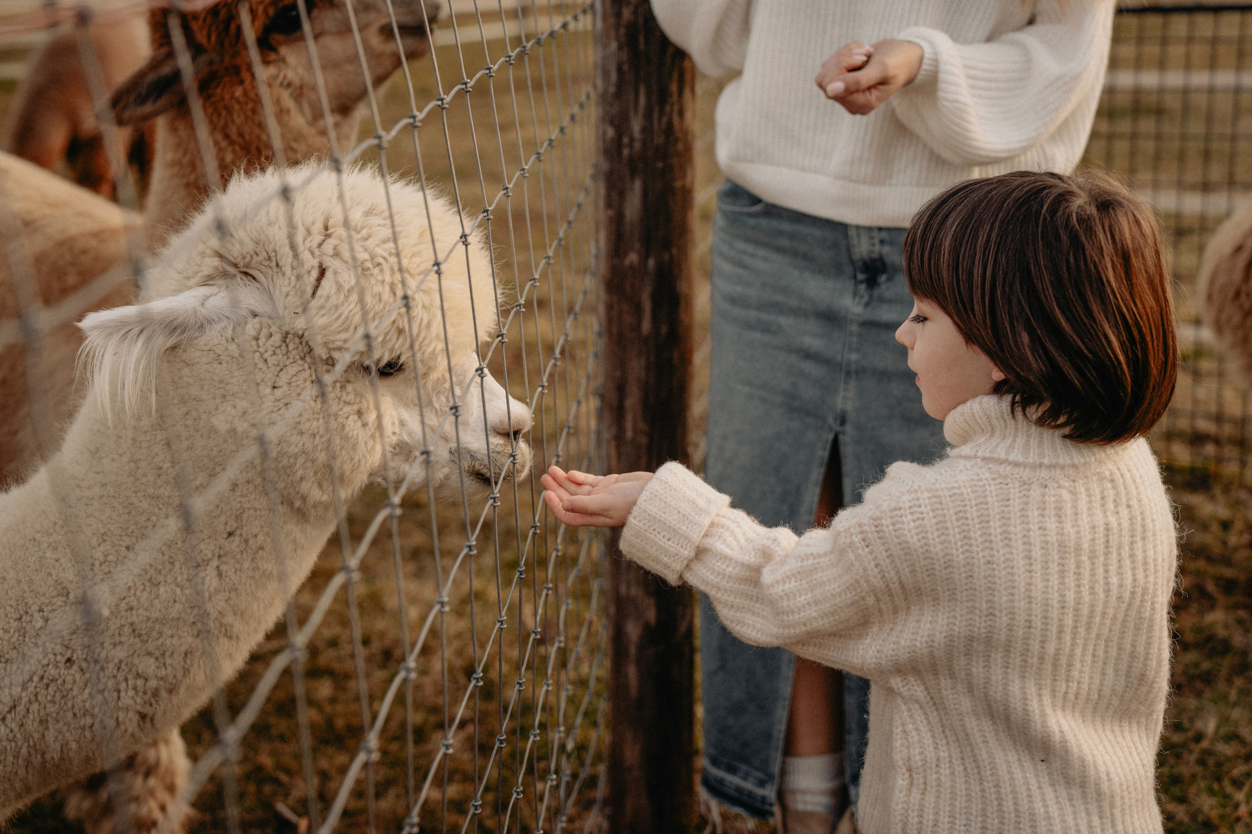 Unique Family Photography at an Alpaca Farm – Fun & Playful. Alisa Tant — Family and newborn photographer Bucks County, Montgomery county, Philadelphia, NJ