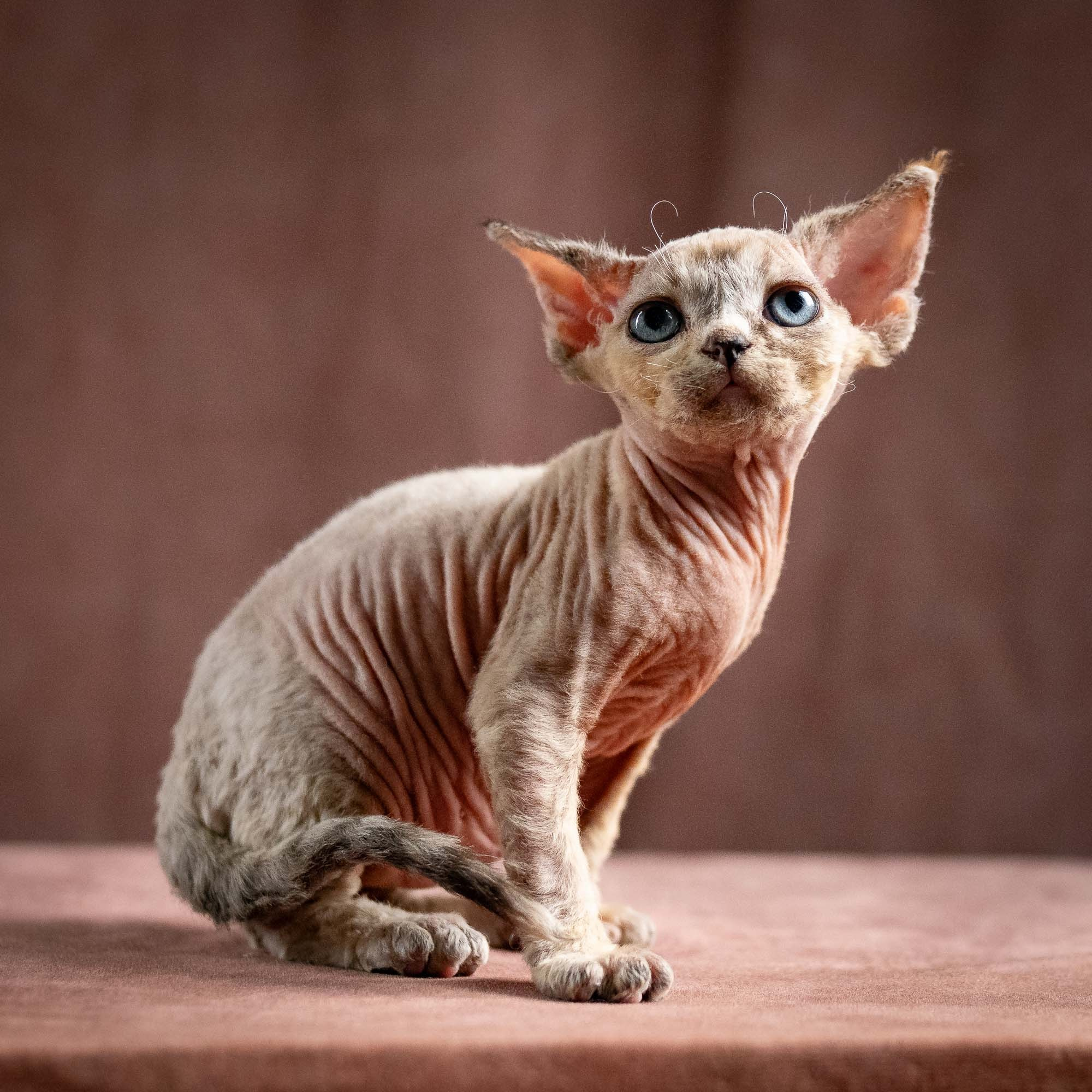 Quinley, girl, born 02.14.26. Devon Rex Pixie Cattery