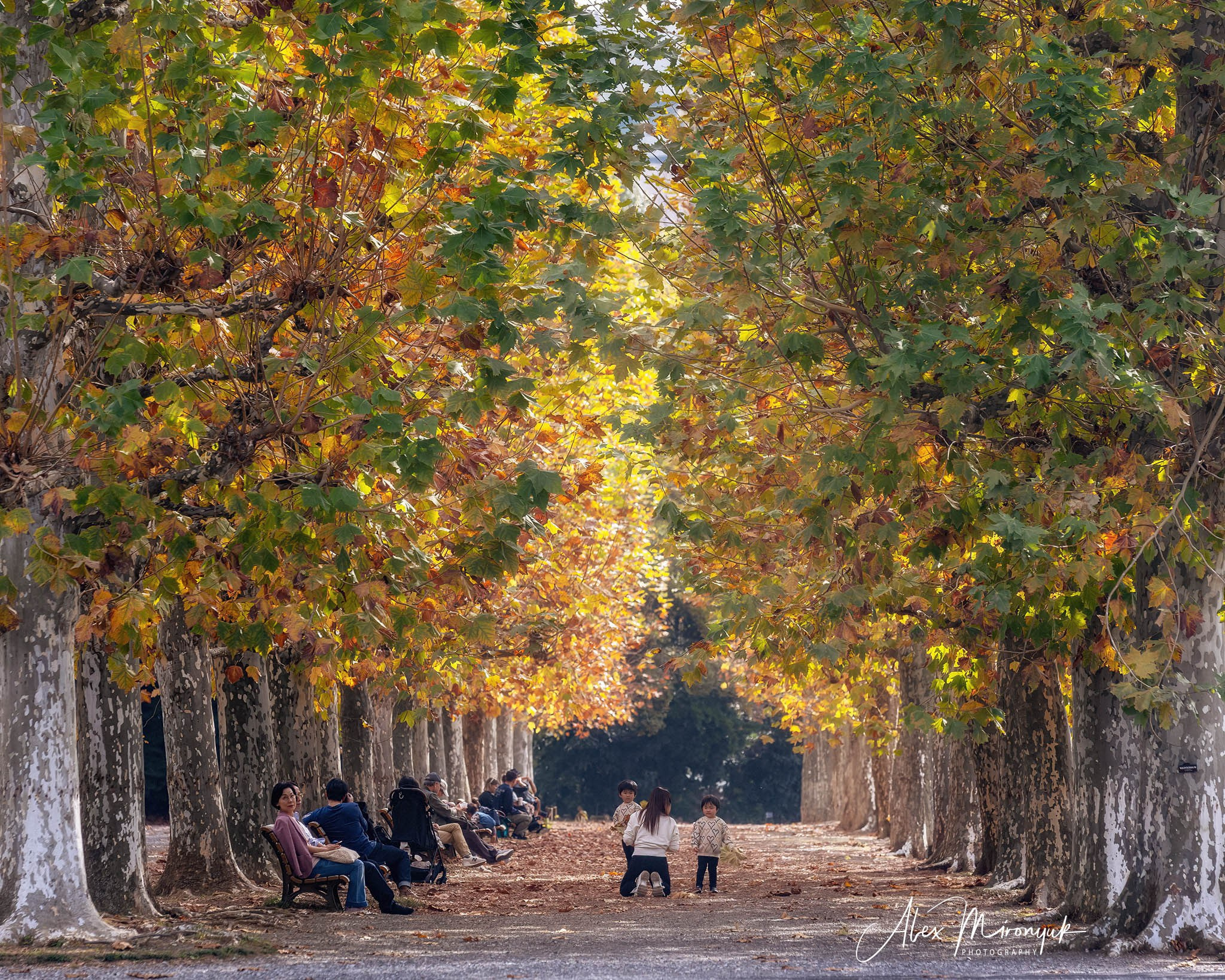 Autumn Colors of Japan. Pet, Senior, Landscape, portrait studio, photographer in Miami and Sou