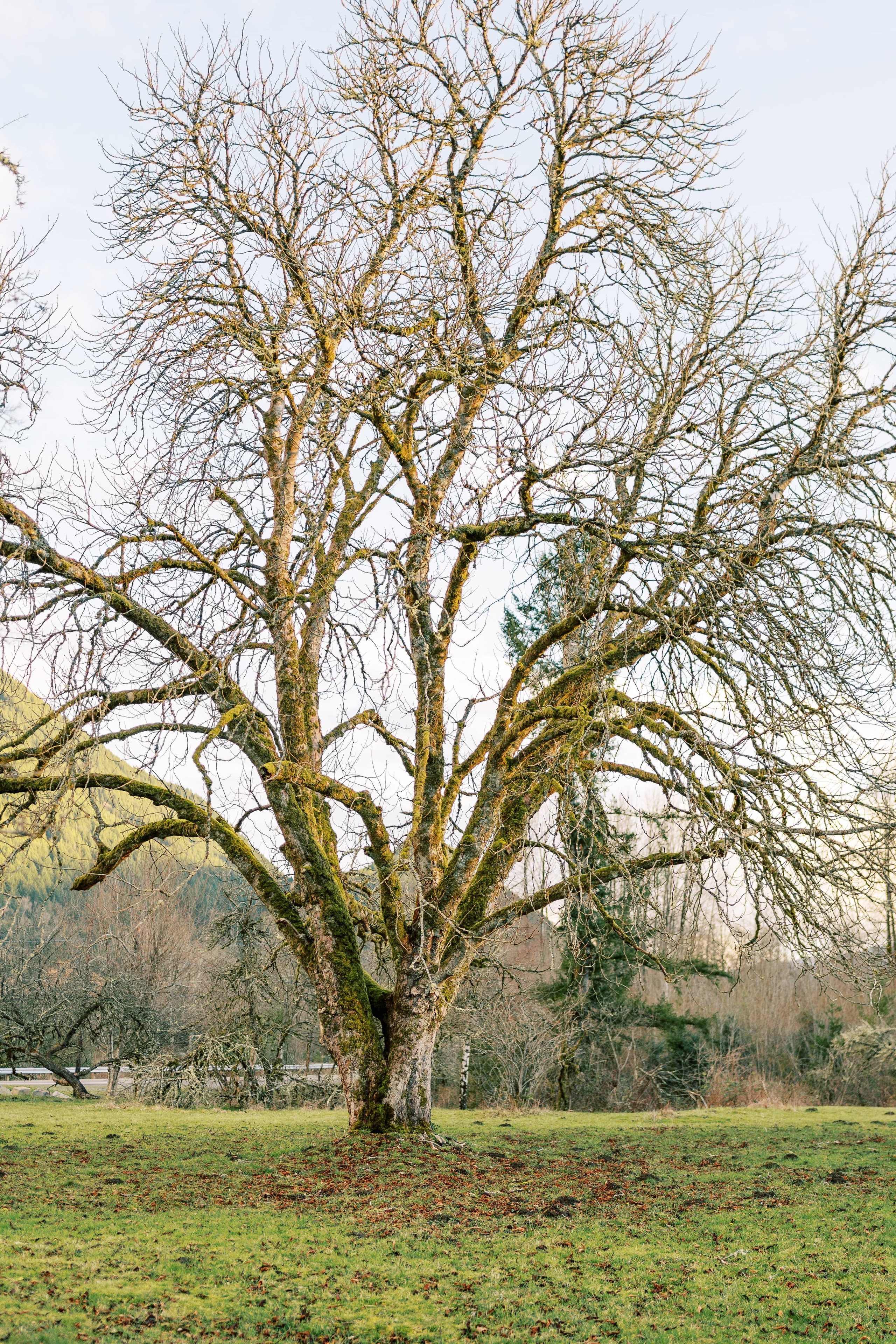 Engagement photo shoot/ Dmitry and Julia/ February 2024. North Bend, Washington. EVAN ARISTOV WEDDING PHOTOGRAPHY — Seattle Wedding Photographer