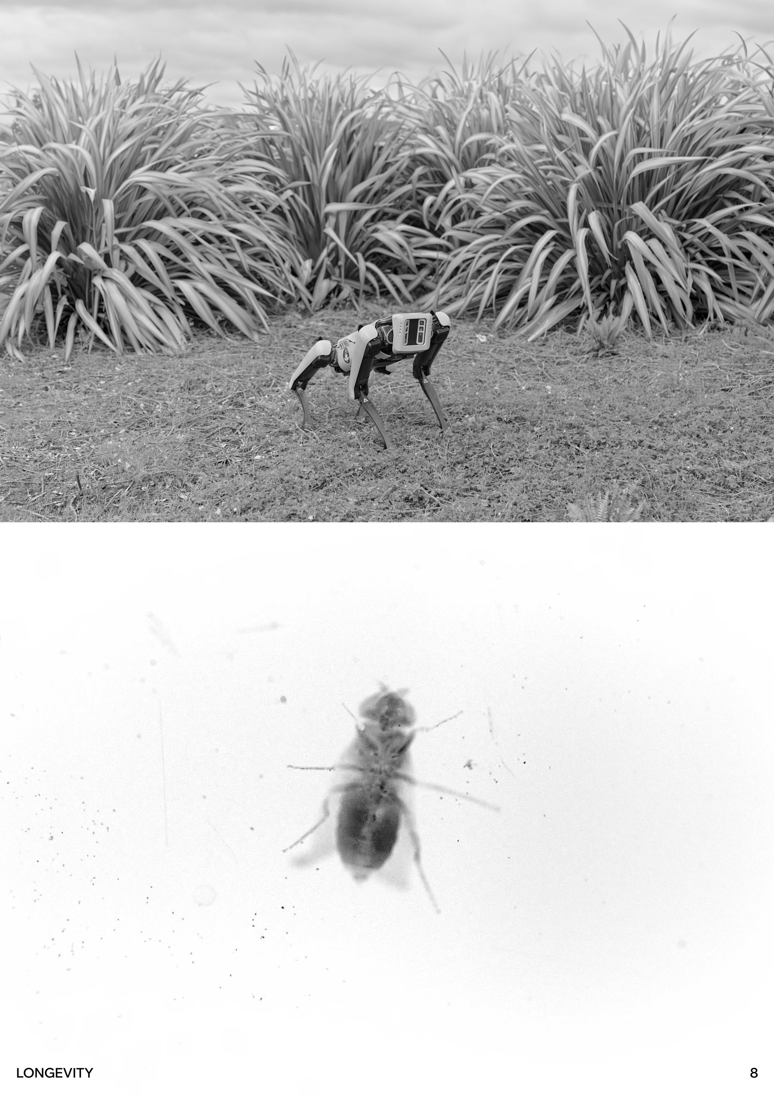 Longevity. Singularity Film