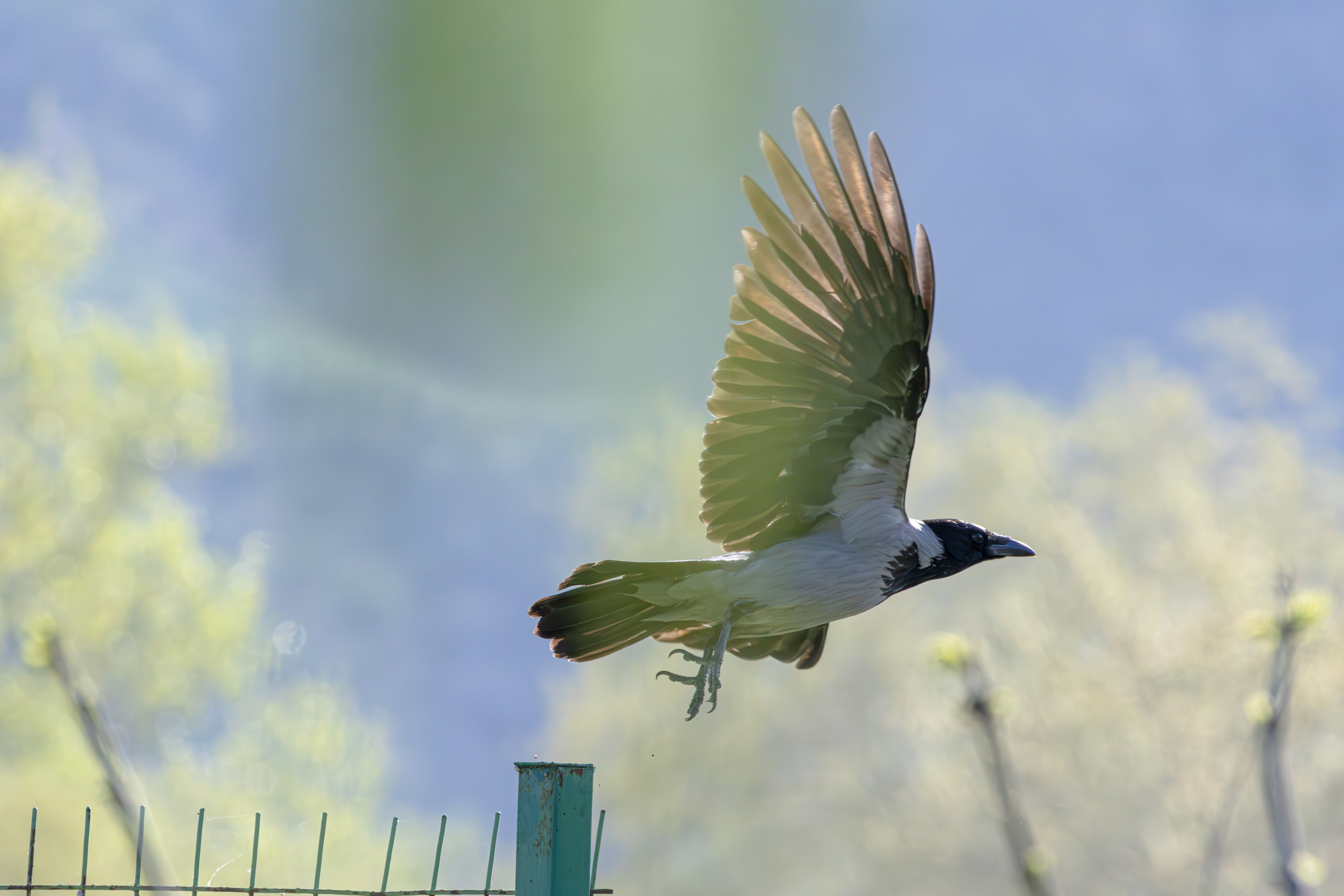 გასეირნება რუსთავის პარკში. FramefreeMan