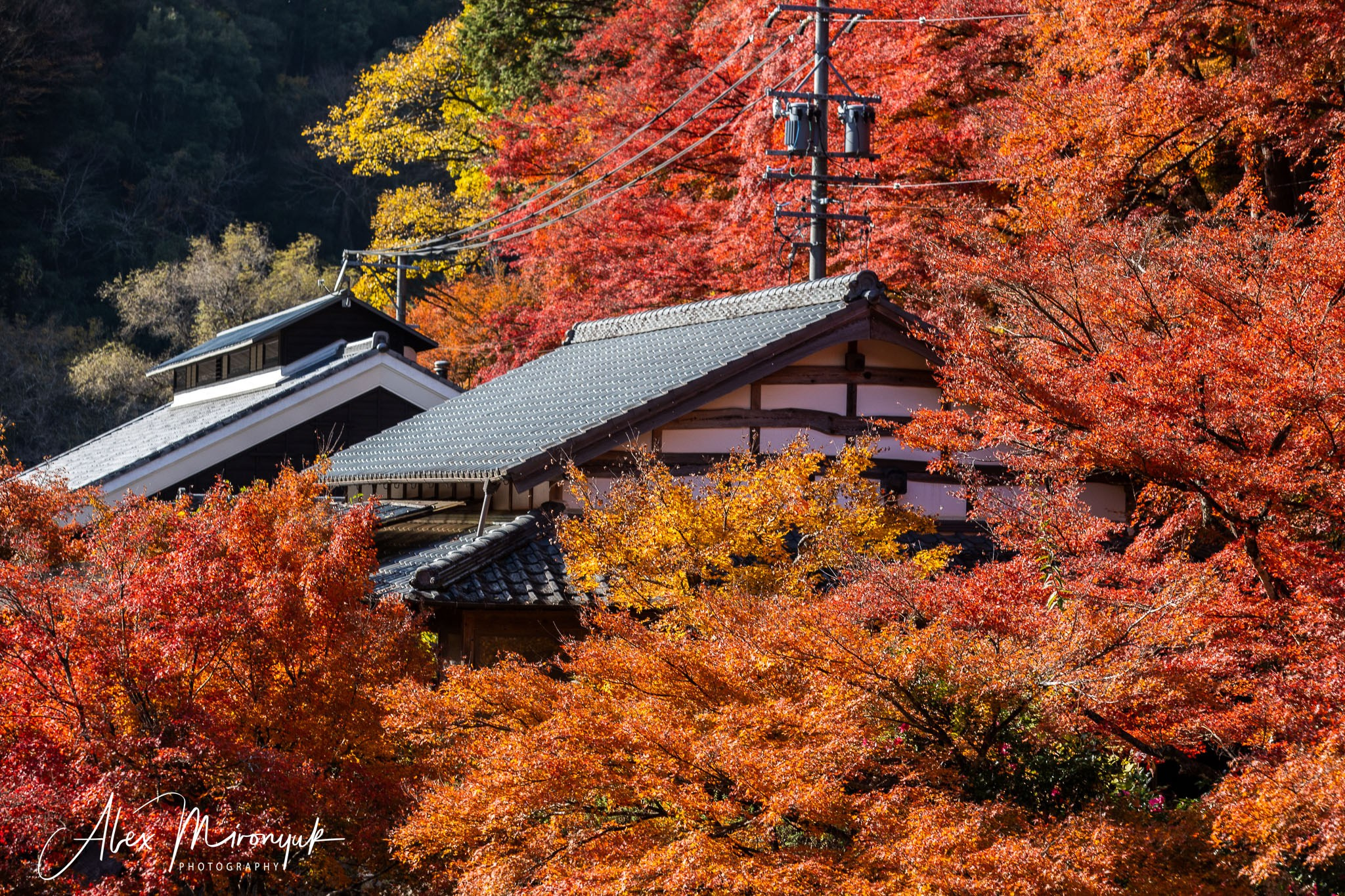 Autumn Colors of Japan. Pet, Senior, Landscape, portrait studio, photographer in Miami and Sou