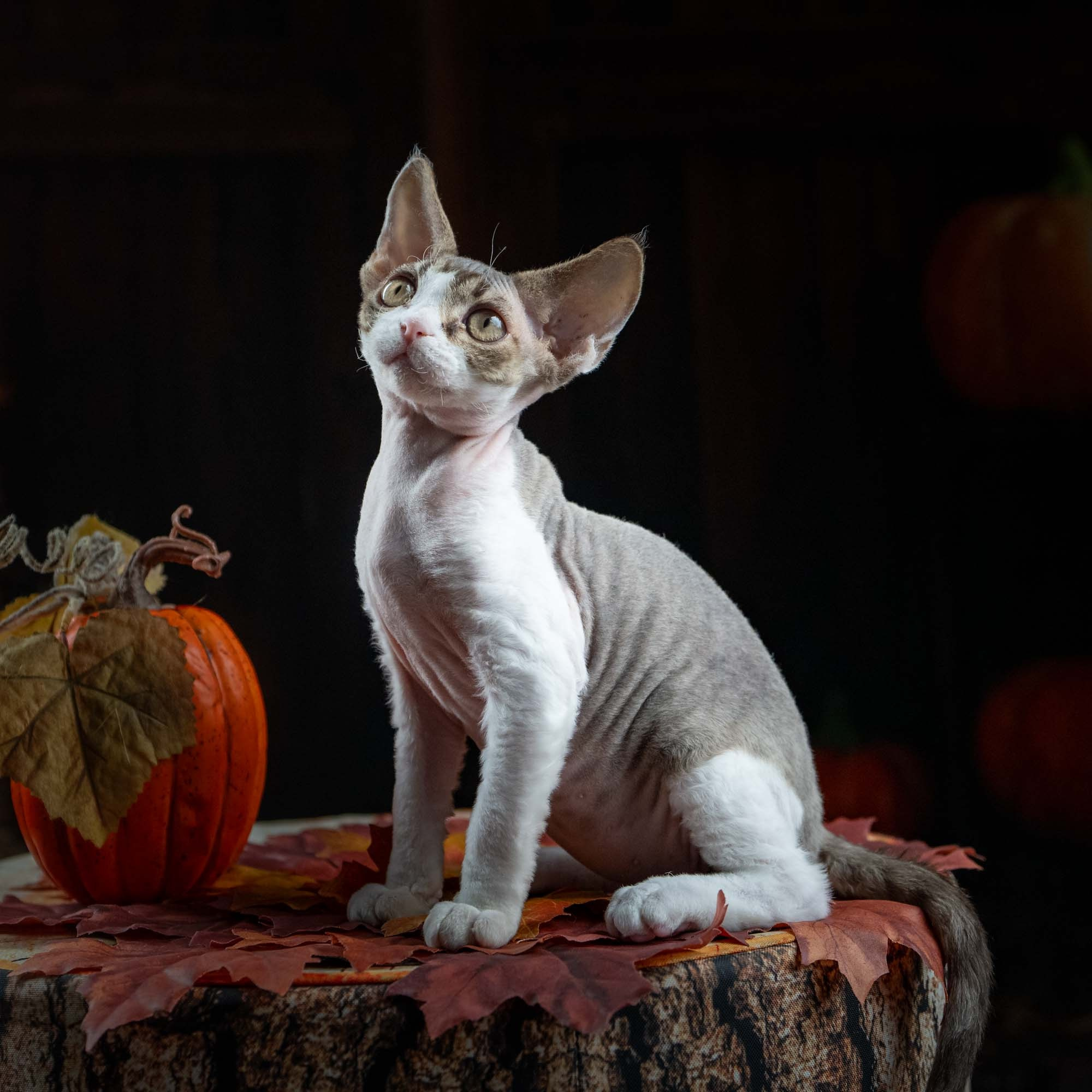 Eddie, boy, born on 06.09.24 Sold. Devon Rex Pixie Cattery
