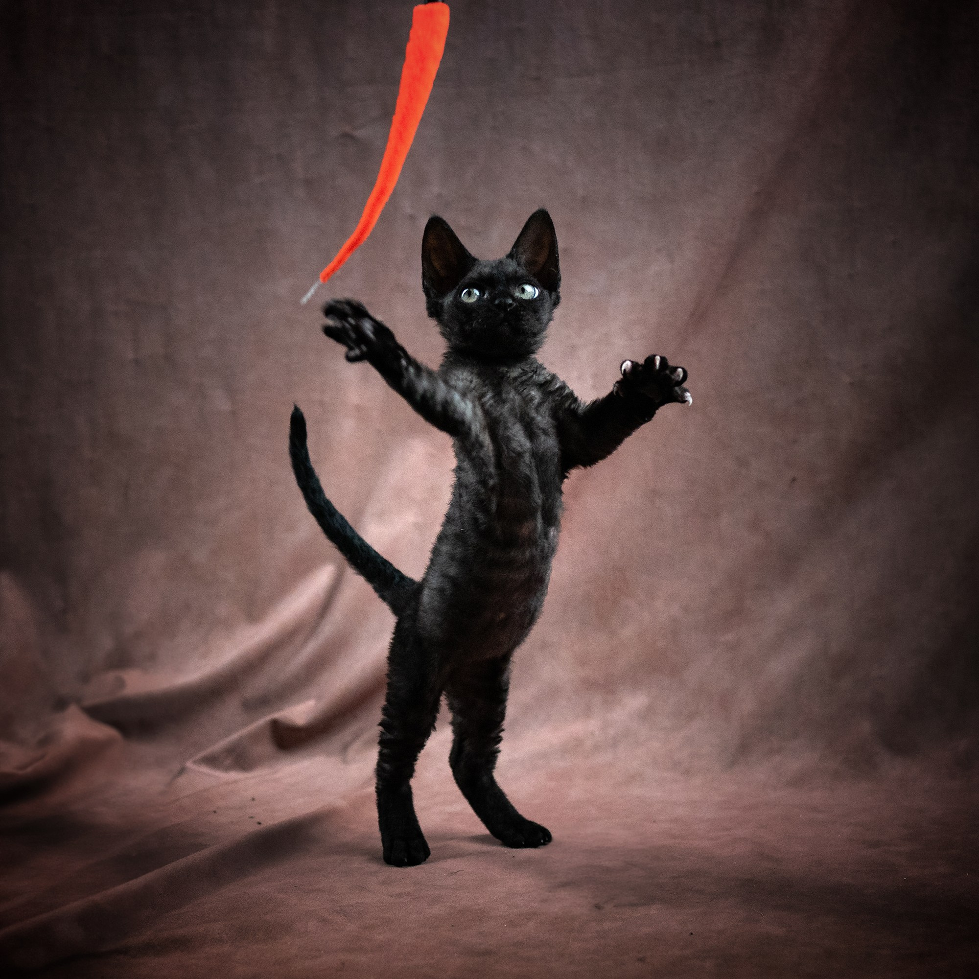 Smoke, boy,  born on  04.11.24, Sold. Devon Rex Pixie Cattery