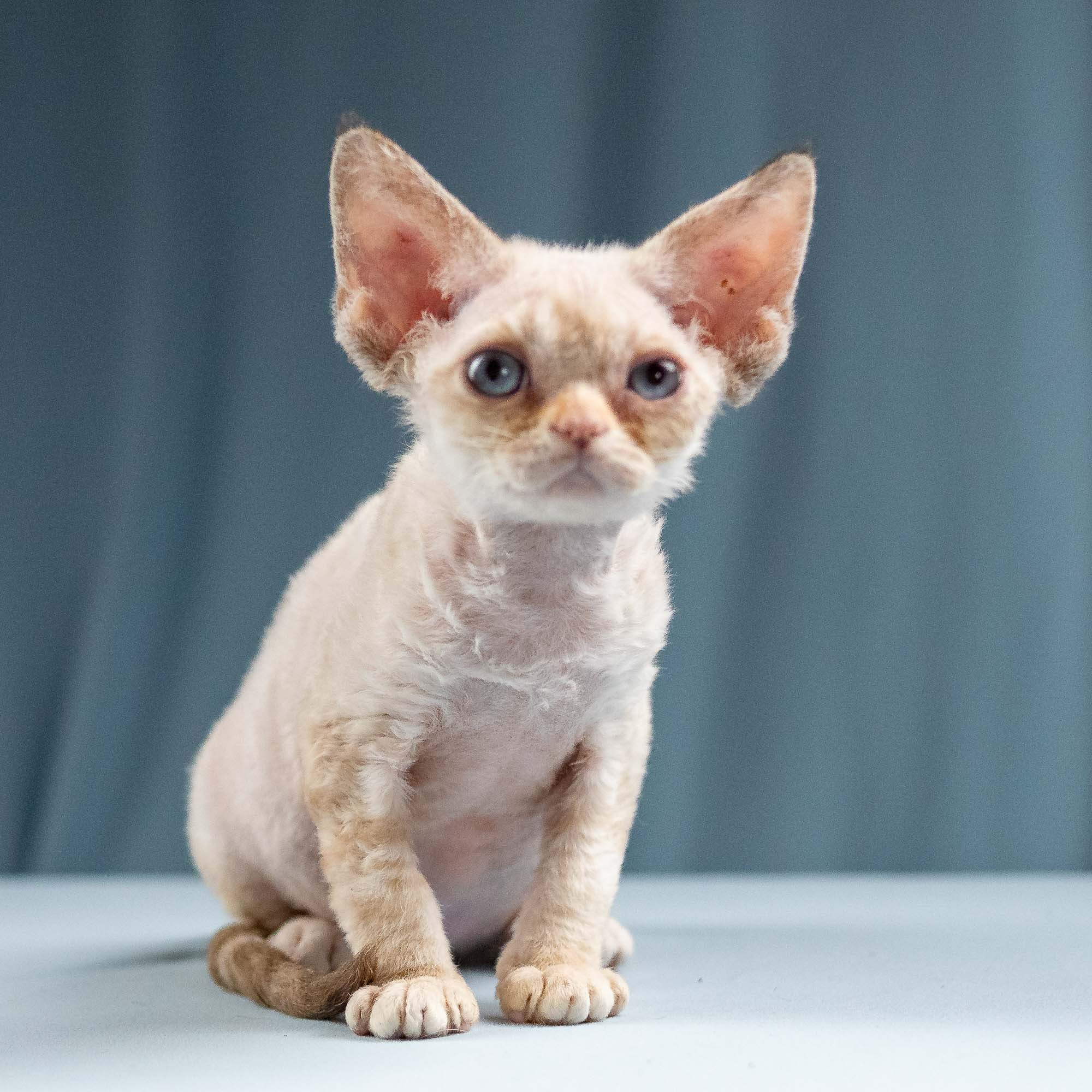 Iris, girl, born 06.01.2025. Devon Rex Pixie Cattery
