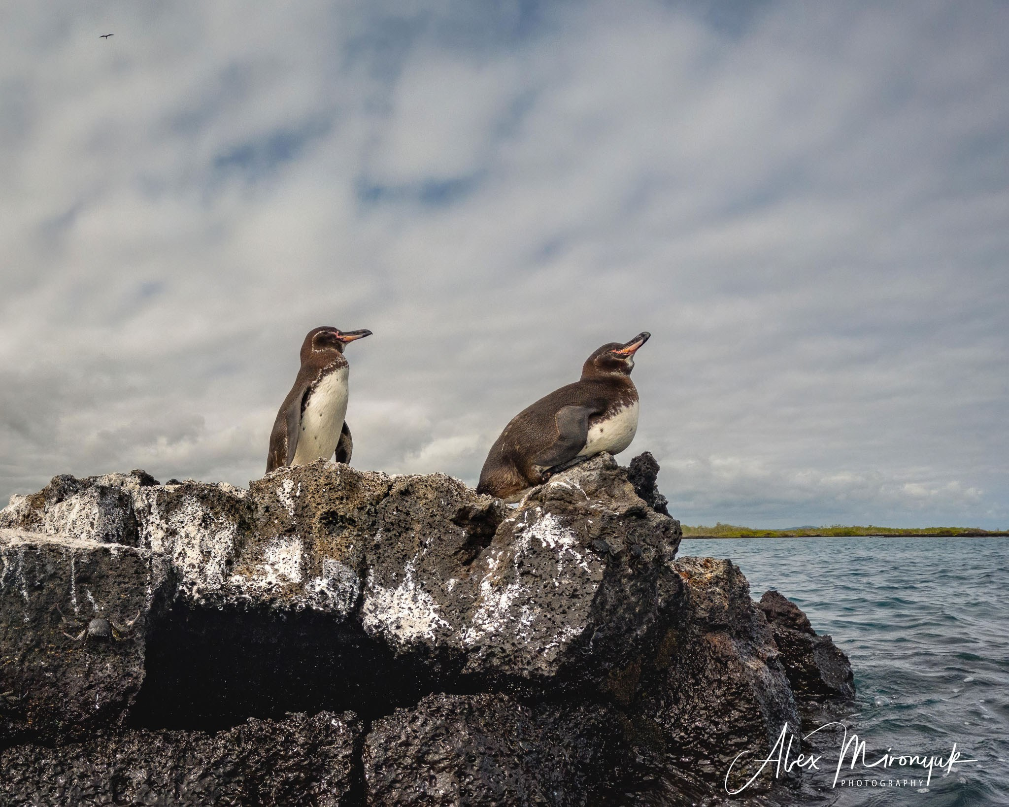 Galapagos Islands Adventure. Alex Mironyuk Photography