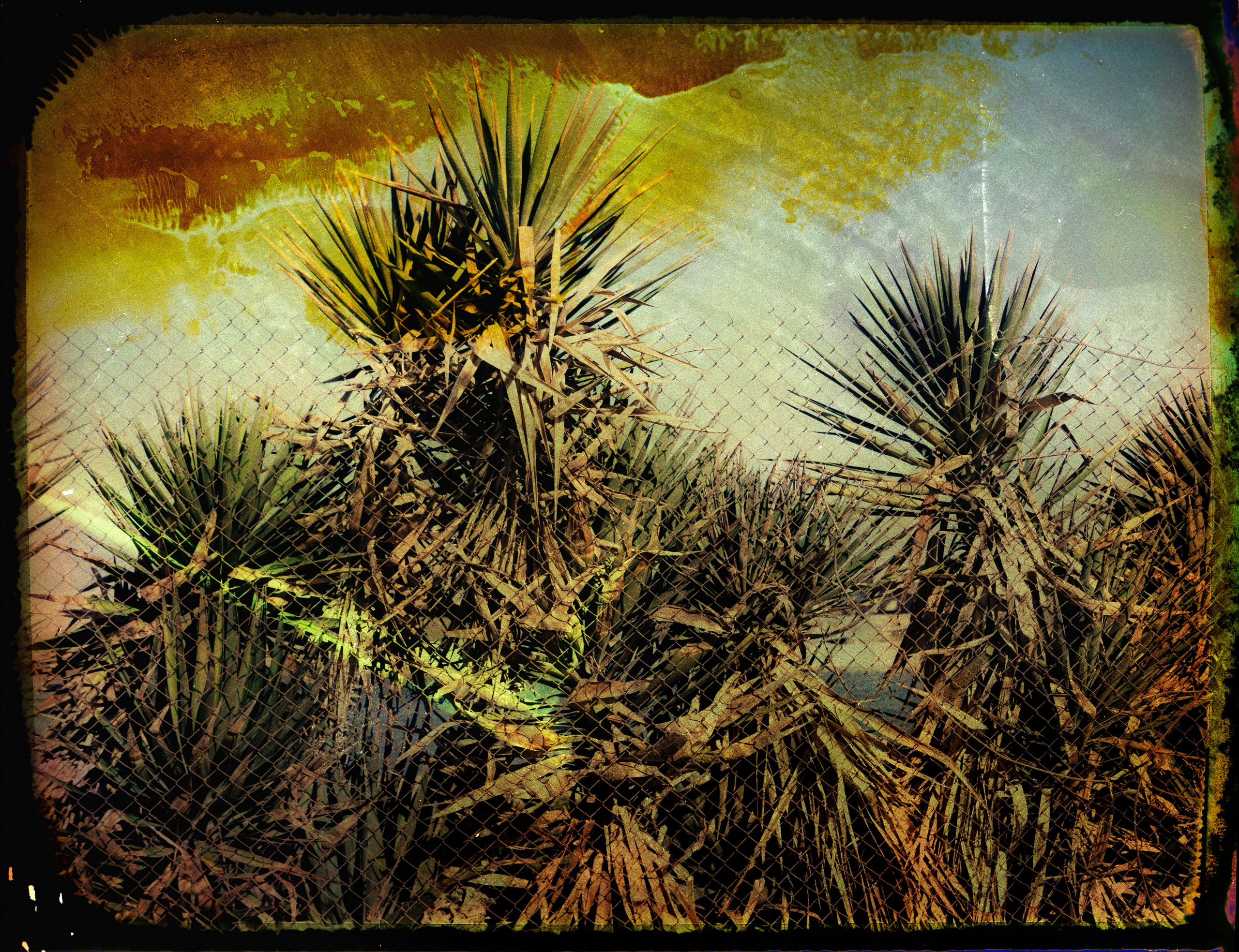 POLAROID. Www.sananaleskerov.com