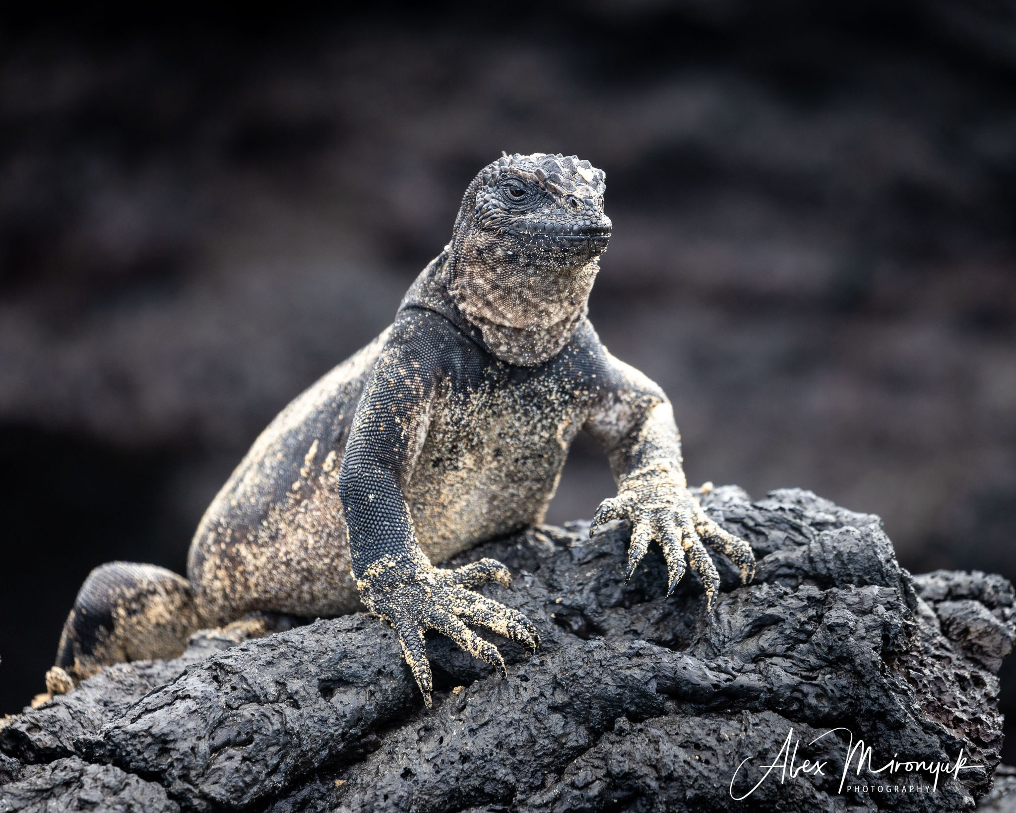 Galapagos Islands Adventure. Alex Mironyuk Photography