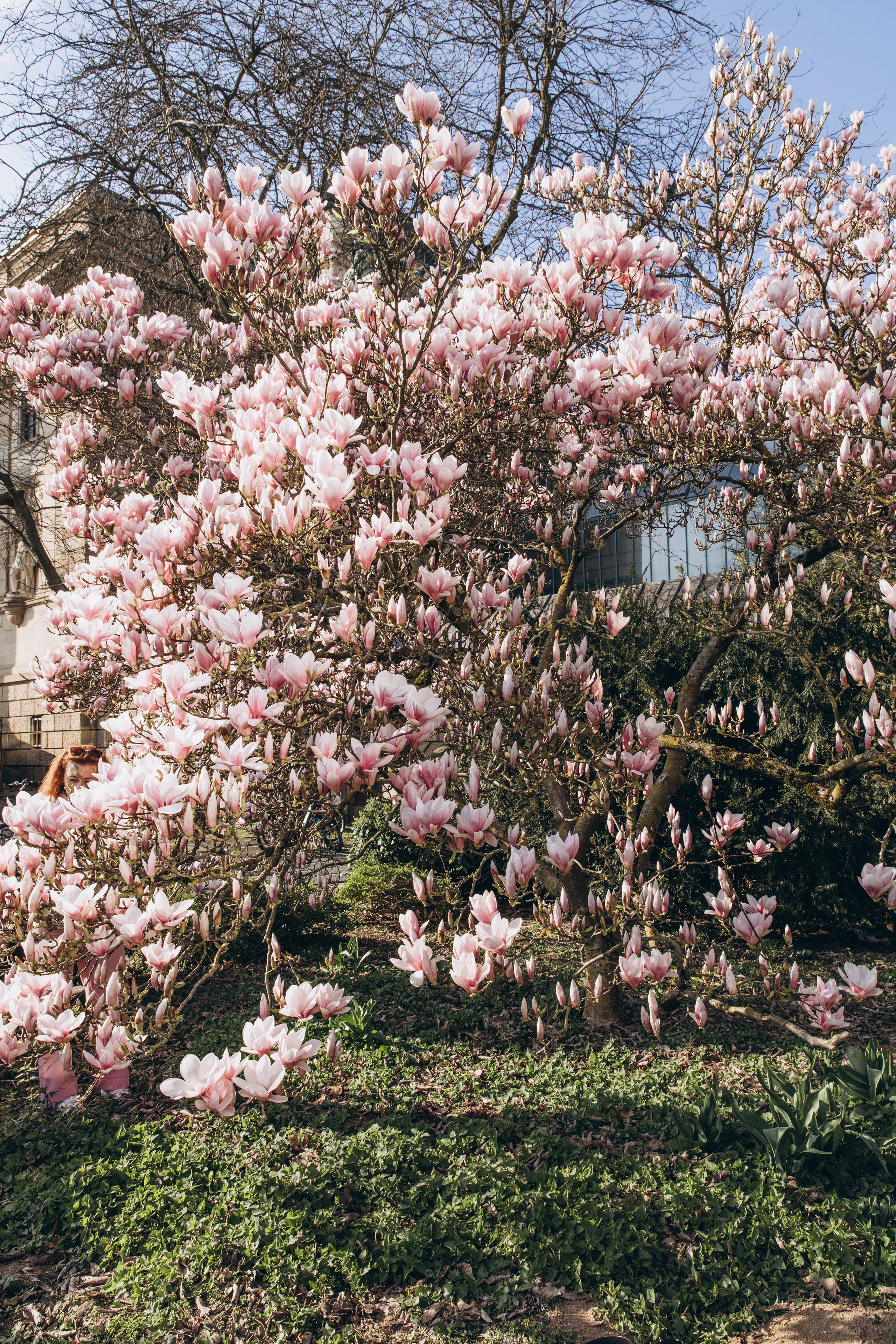 magnolia blossom wedding Germany