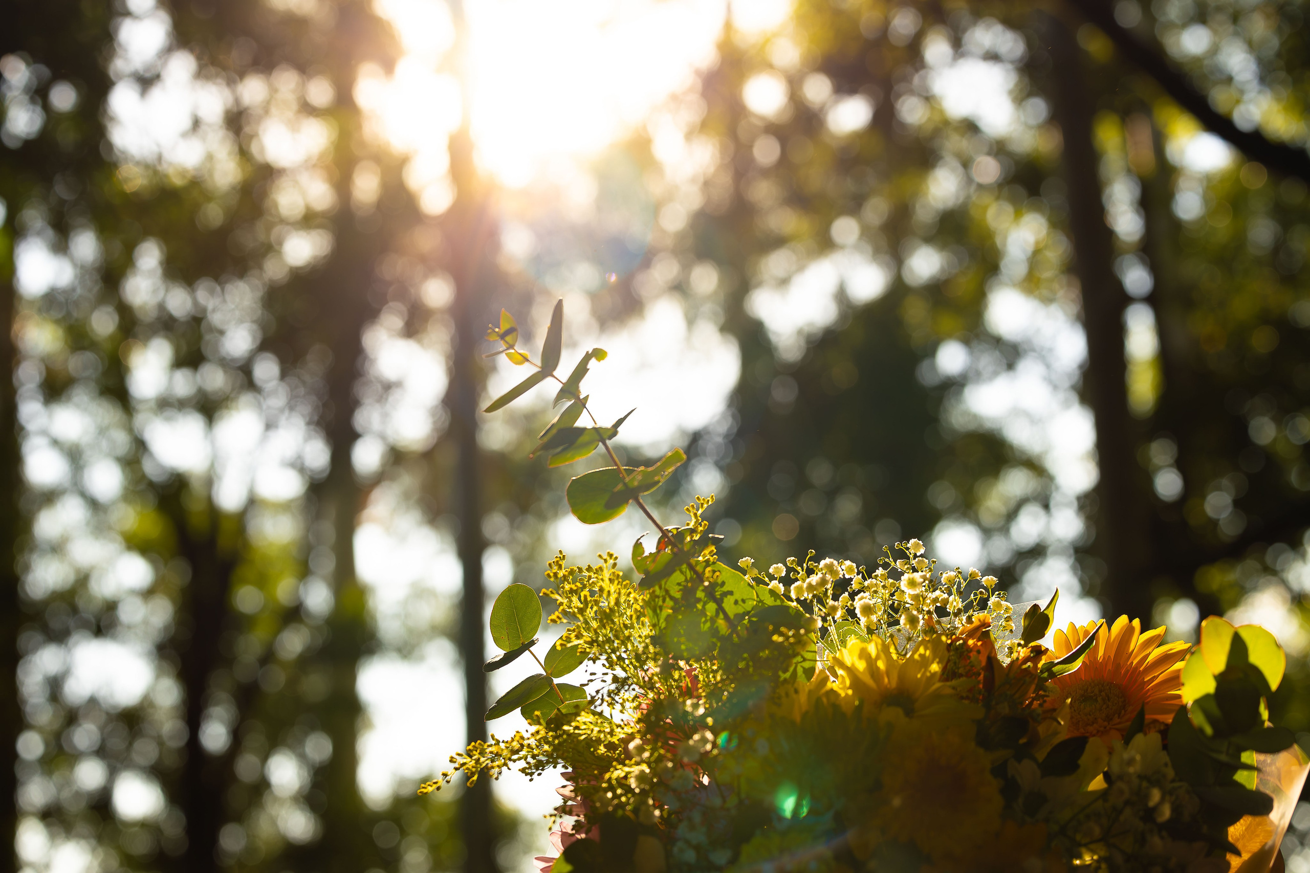 Essência e simplicidade