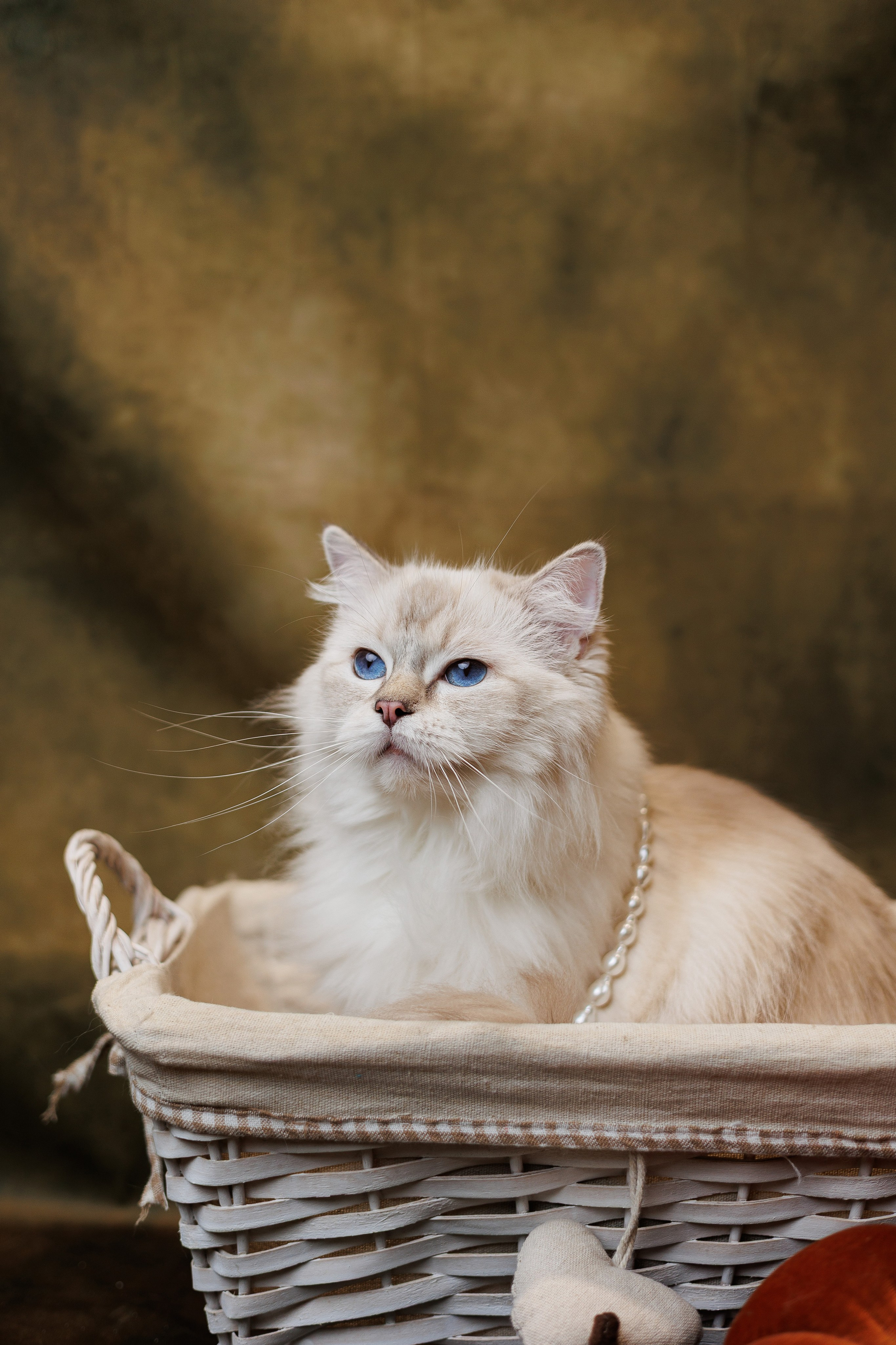 Pet photography. Photography & videography for brands. Individual shooting. Midlands, England