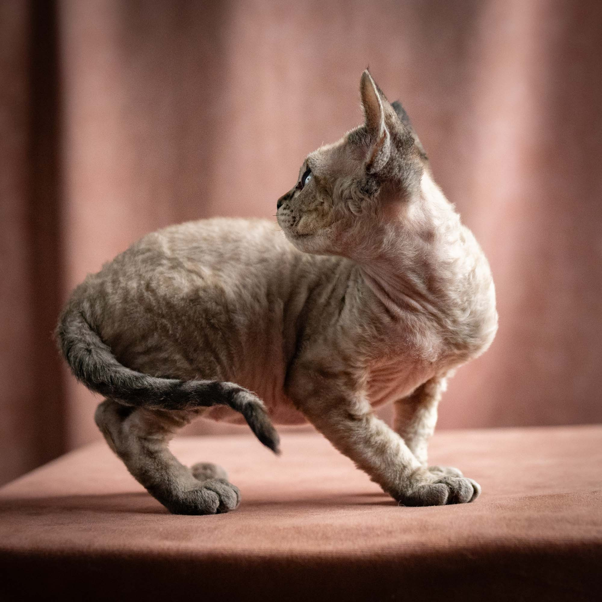 Quincy, boy, born 02.14.26. Devon Rex Pixie Cattery
