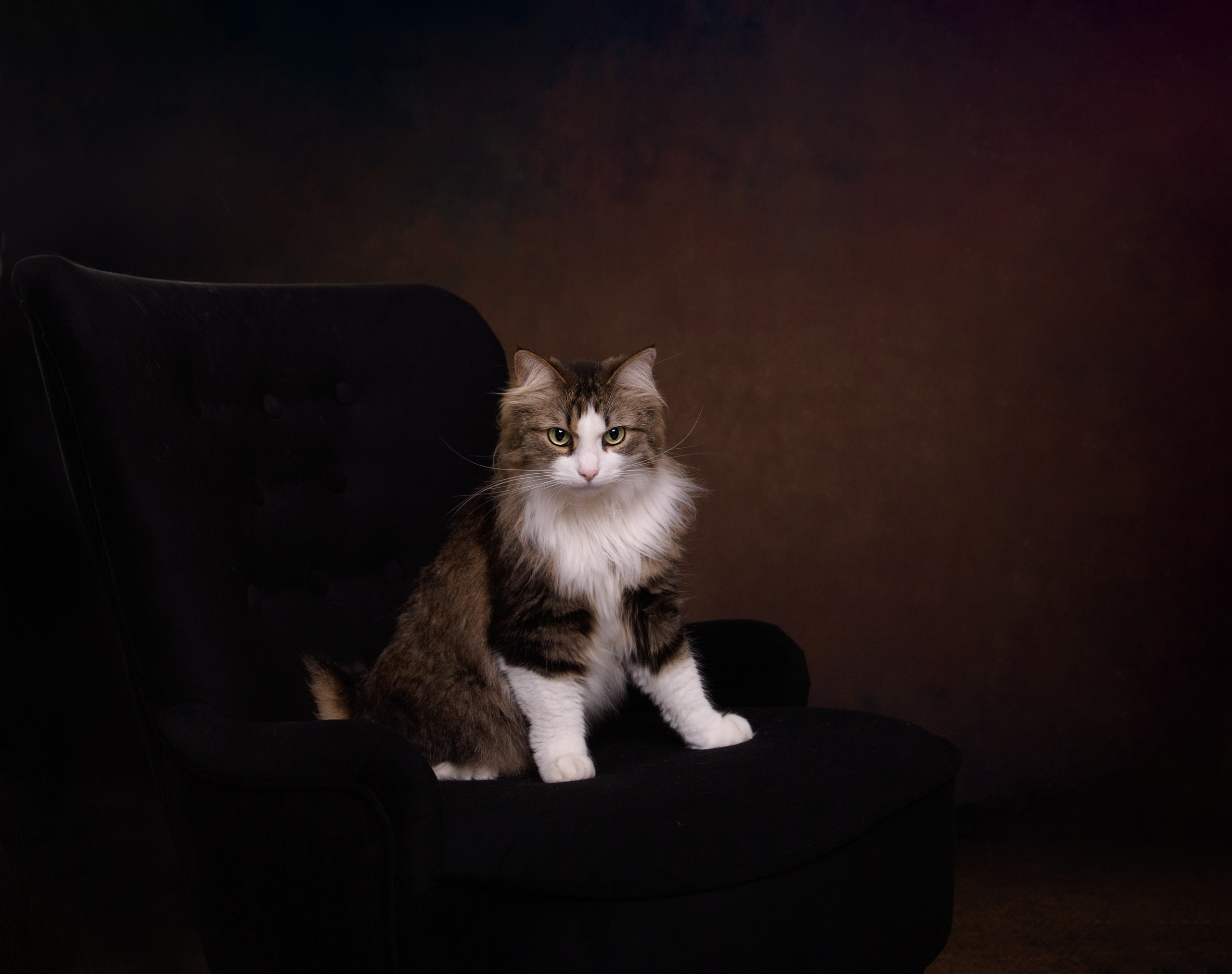 PETS. Fotograf de portret si boudoir in cluj napoca
