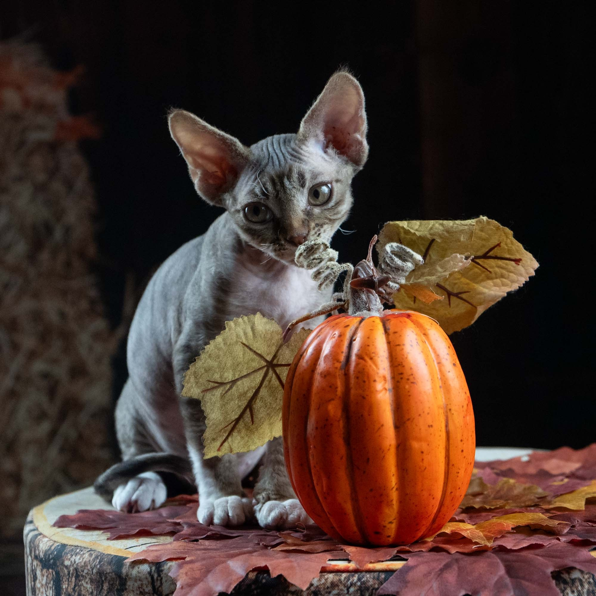 Elvis, boy, born on 06.09.24 SOLD. Devon Rex Pixie Cattery