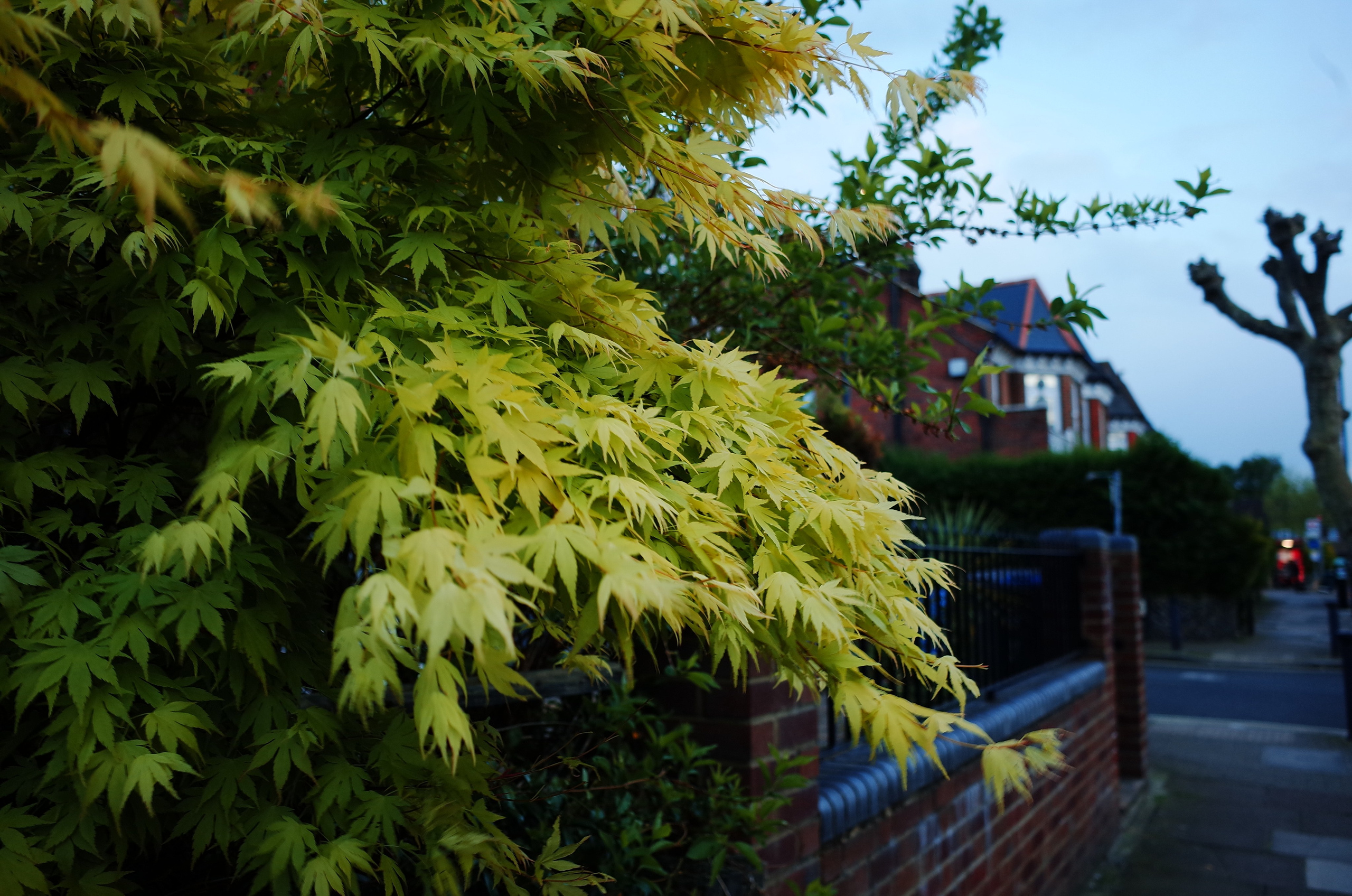 A flaming bush. Victoria Dini. Art photography in London / Folkestone, UK