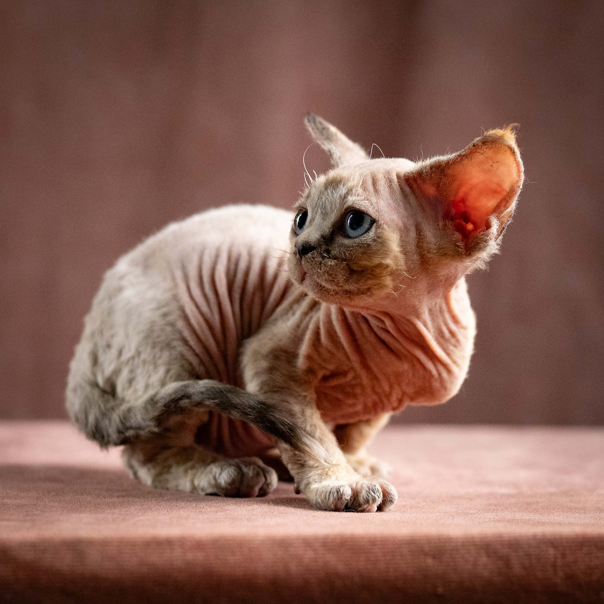 Quinley, girl, born 02.14.26. Devon Rex Pixie Cattery