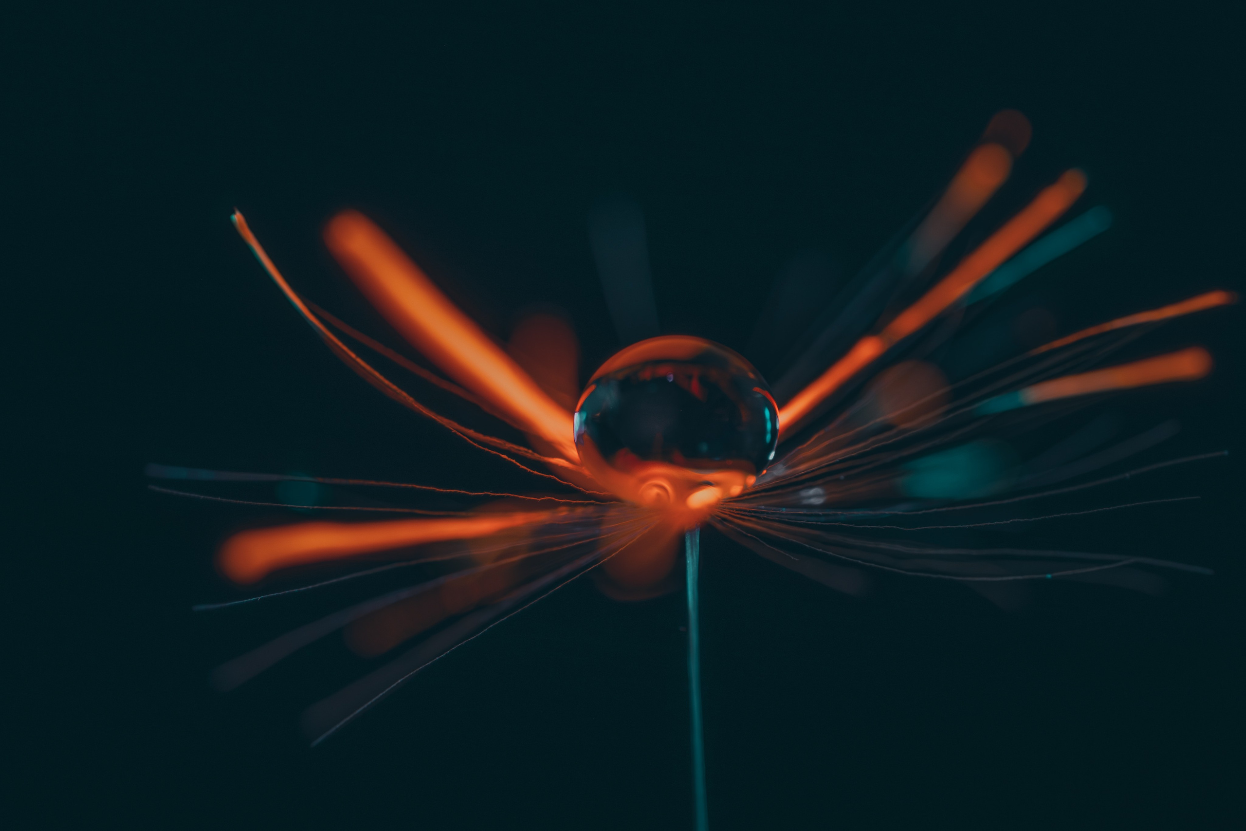 Creative Macro Photographer & Content Creator in Birmingham, UK — Lee Hall