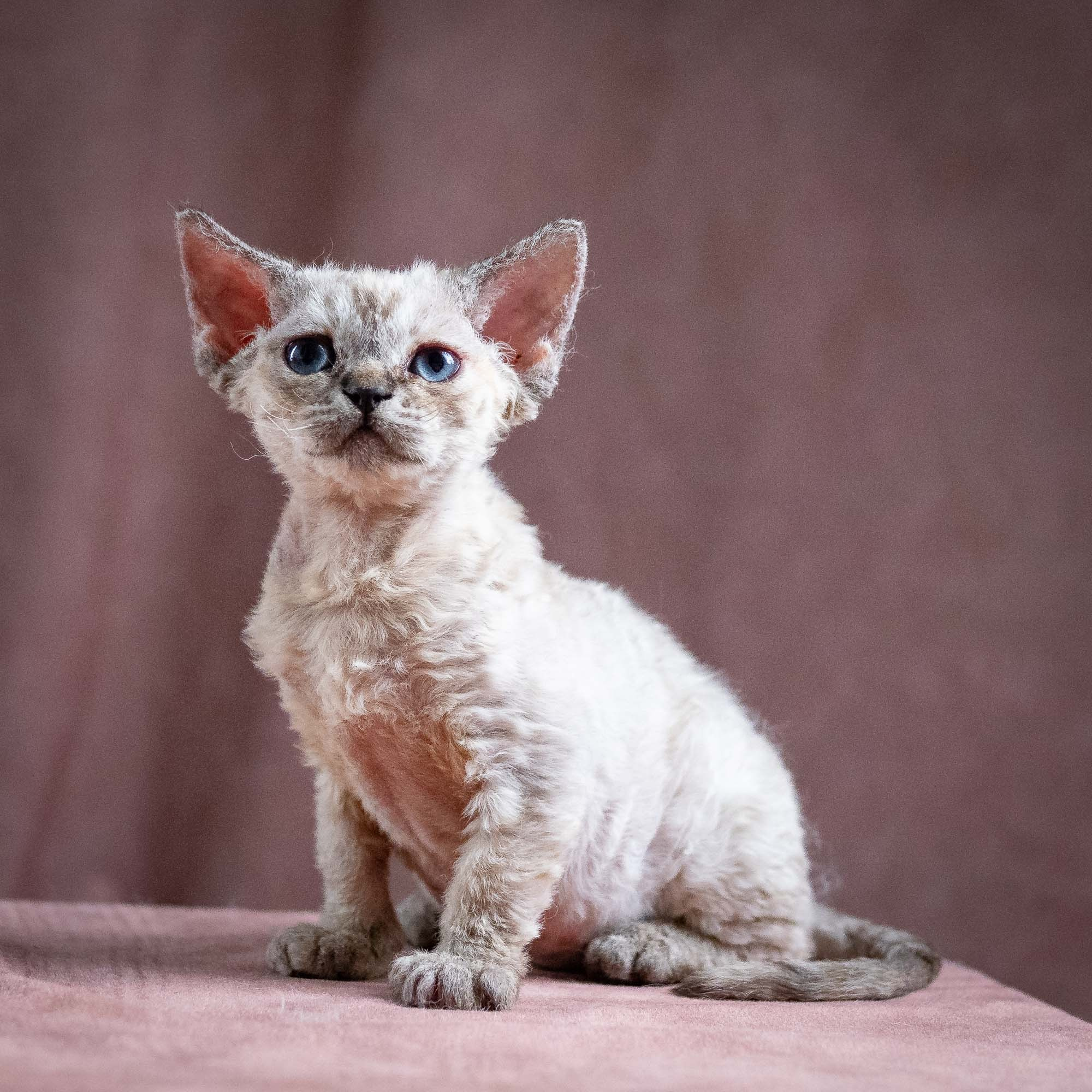 Quella, girl, born 02.14.26. Devon Rex Pixie Cattery