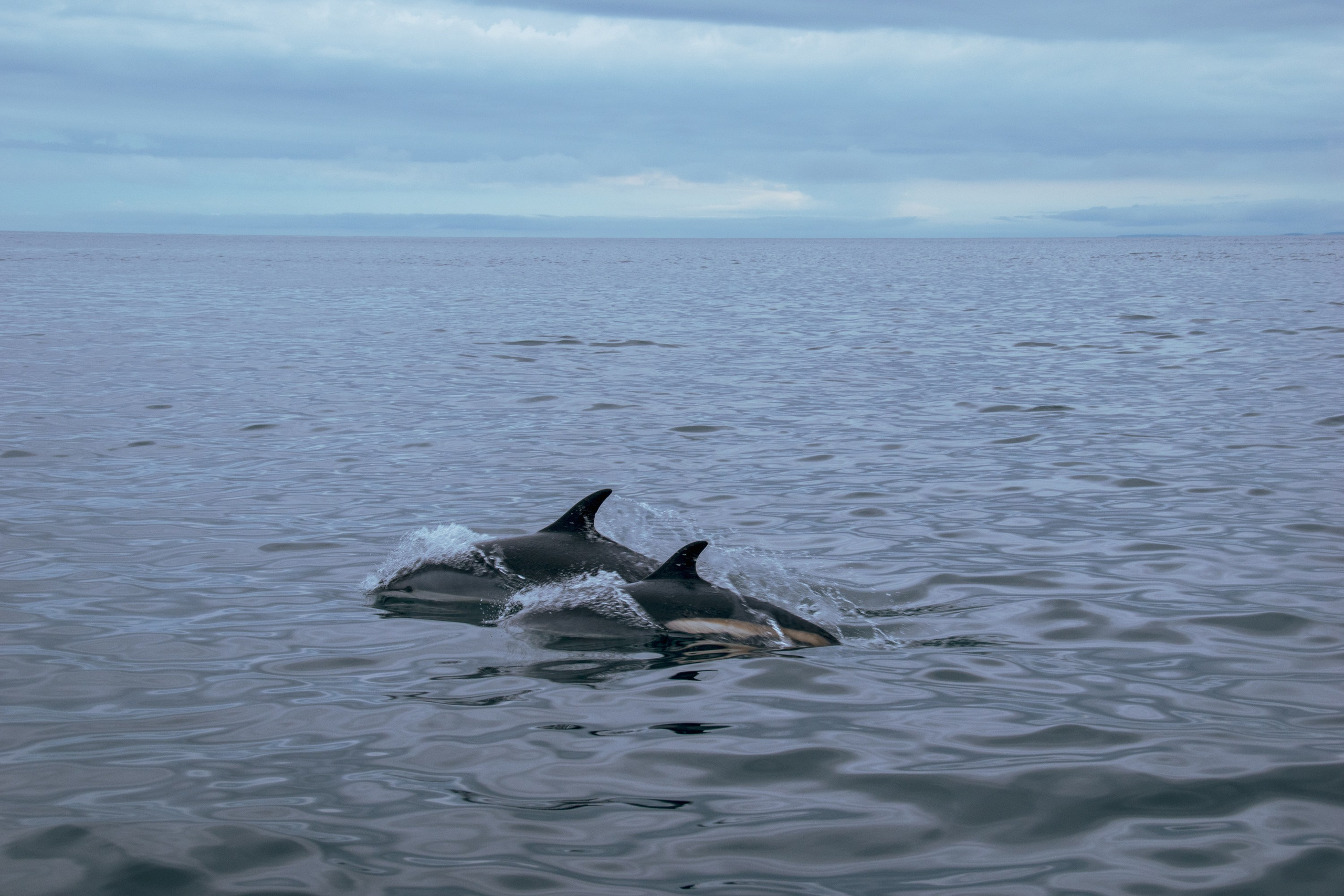 Обзор. Лило Даниелян | Visual artist