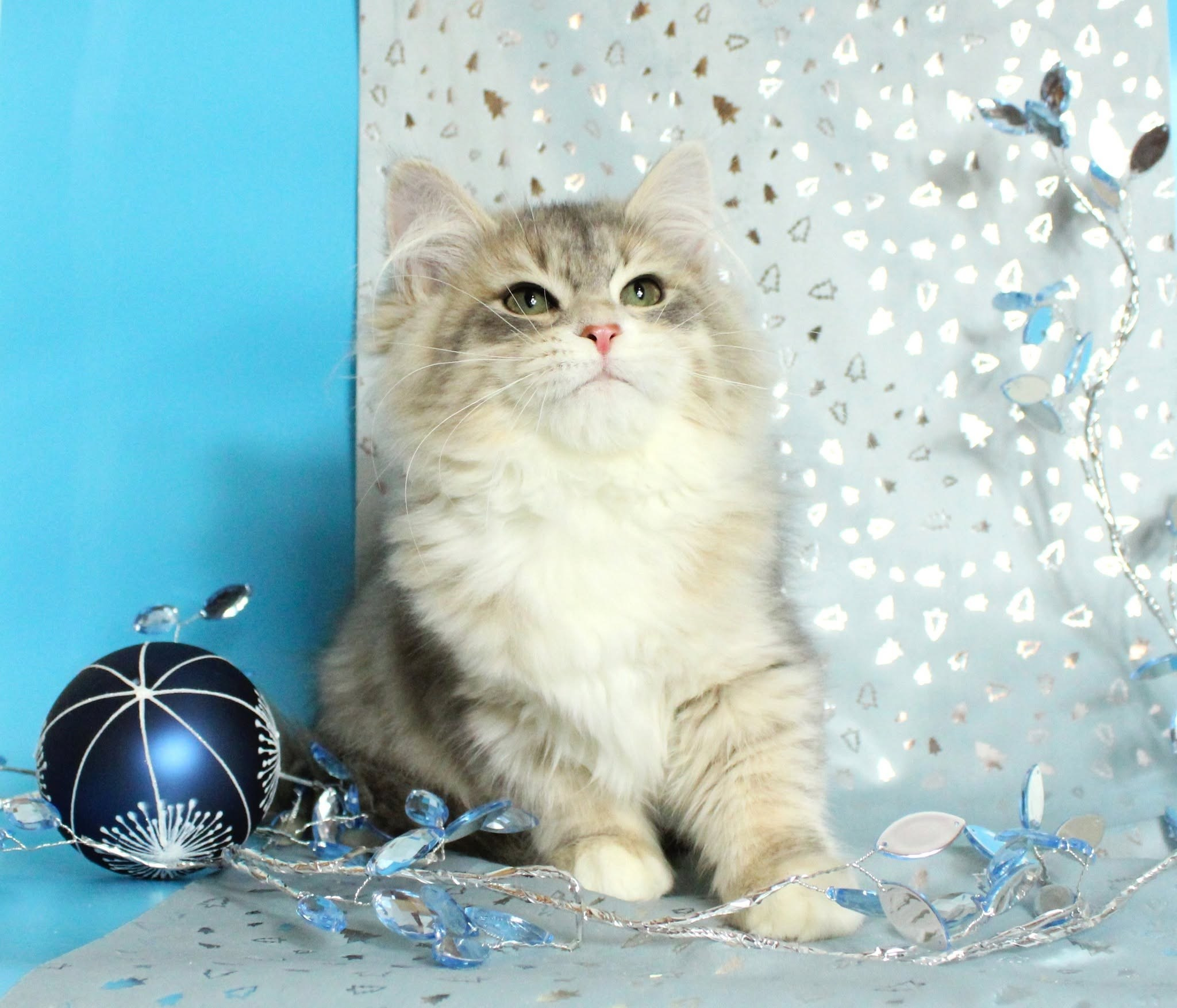 Katzen | Females. Photographer Татьяна