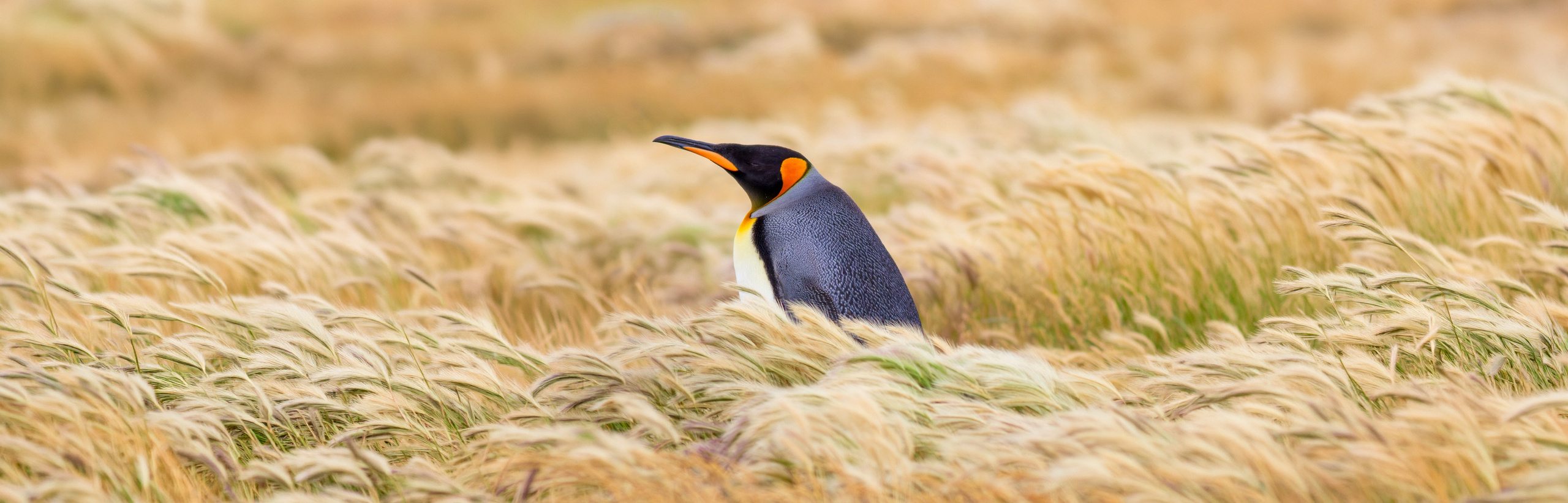 Nature photographer Yuri Soria-Galvarro