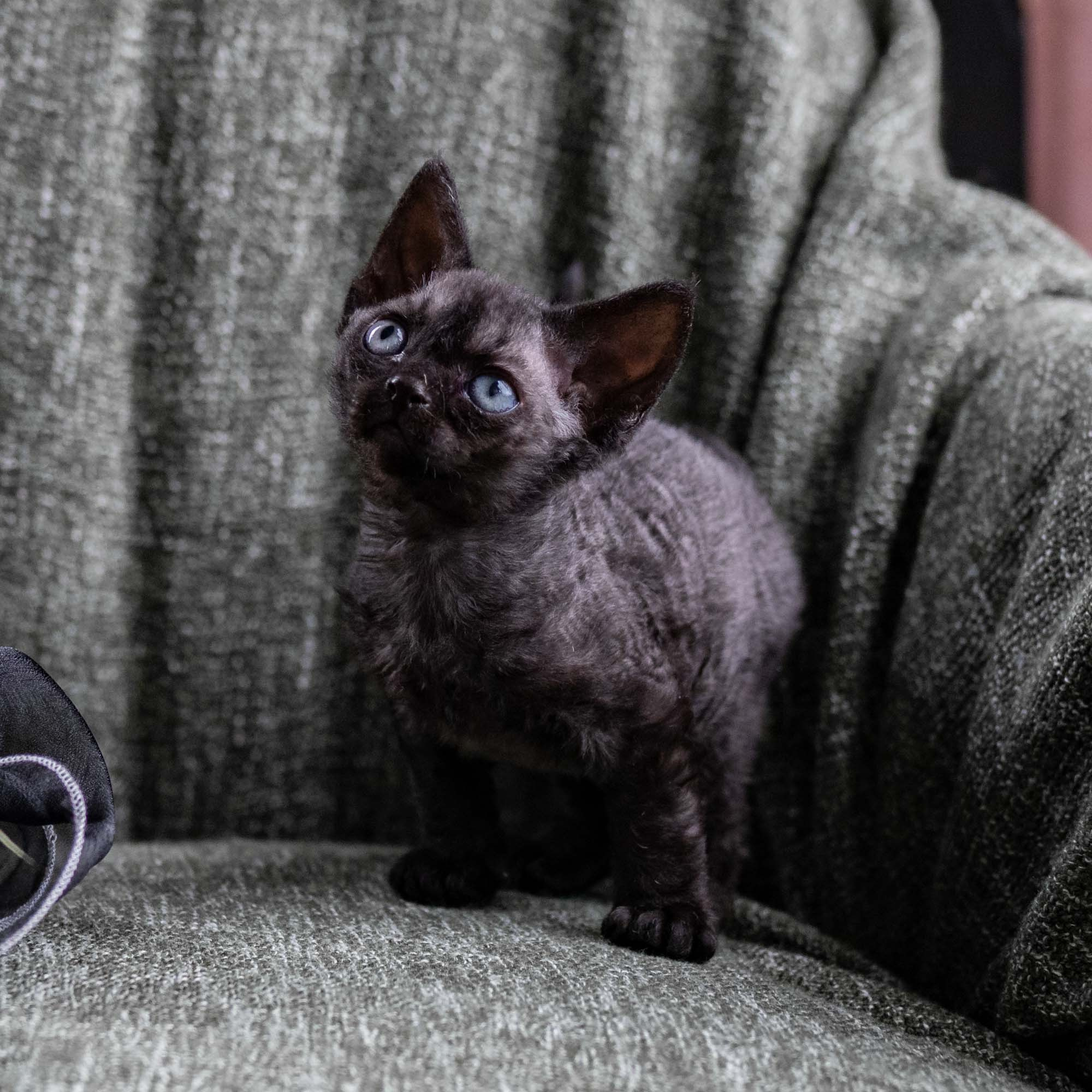 Smoke, boy,  born on  04.11.24, Sold. Devon Rex Pixie Cattery
