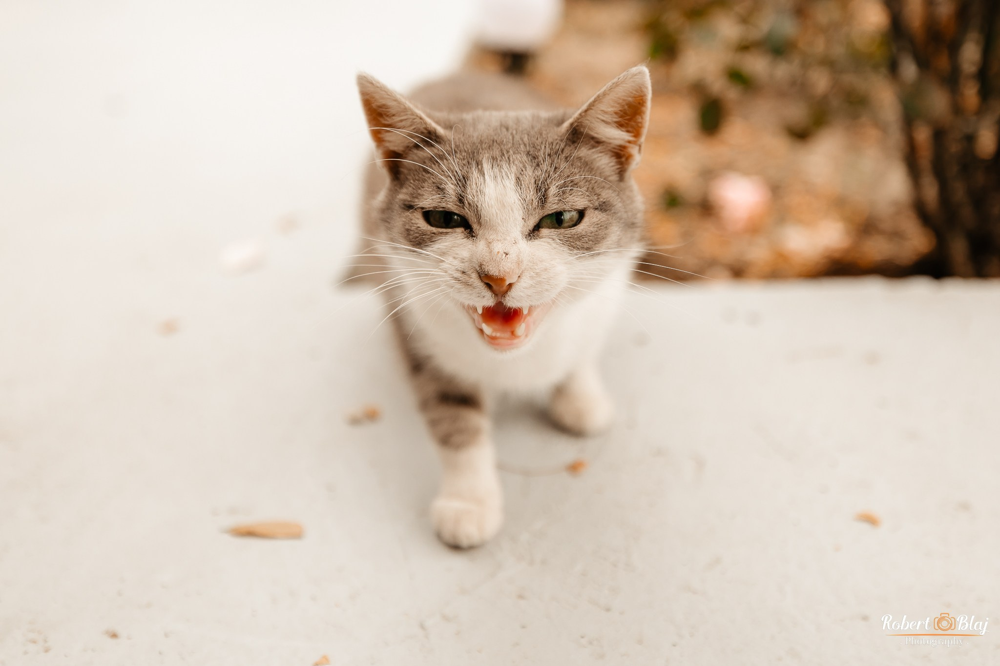 Veronica & Sebastian. Robert Blaj - Fotograf Nuntă Iași