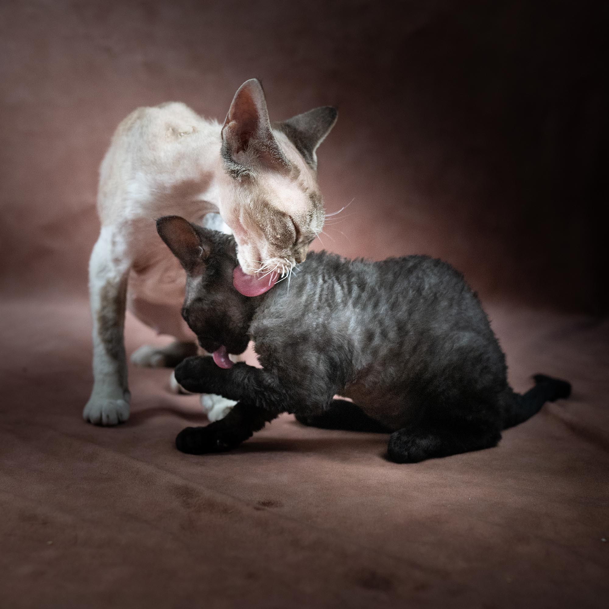 Smoke, boy,  born on  04.11.24, Sold. Devon Rex Pixie Cattery