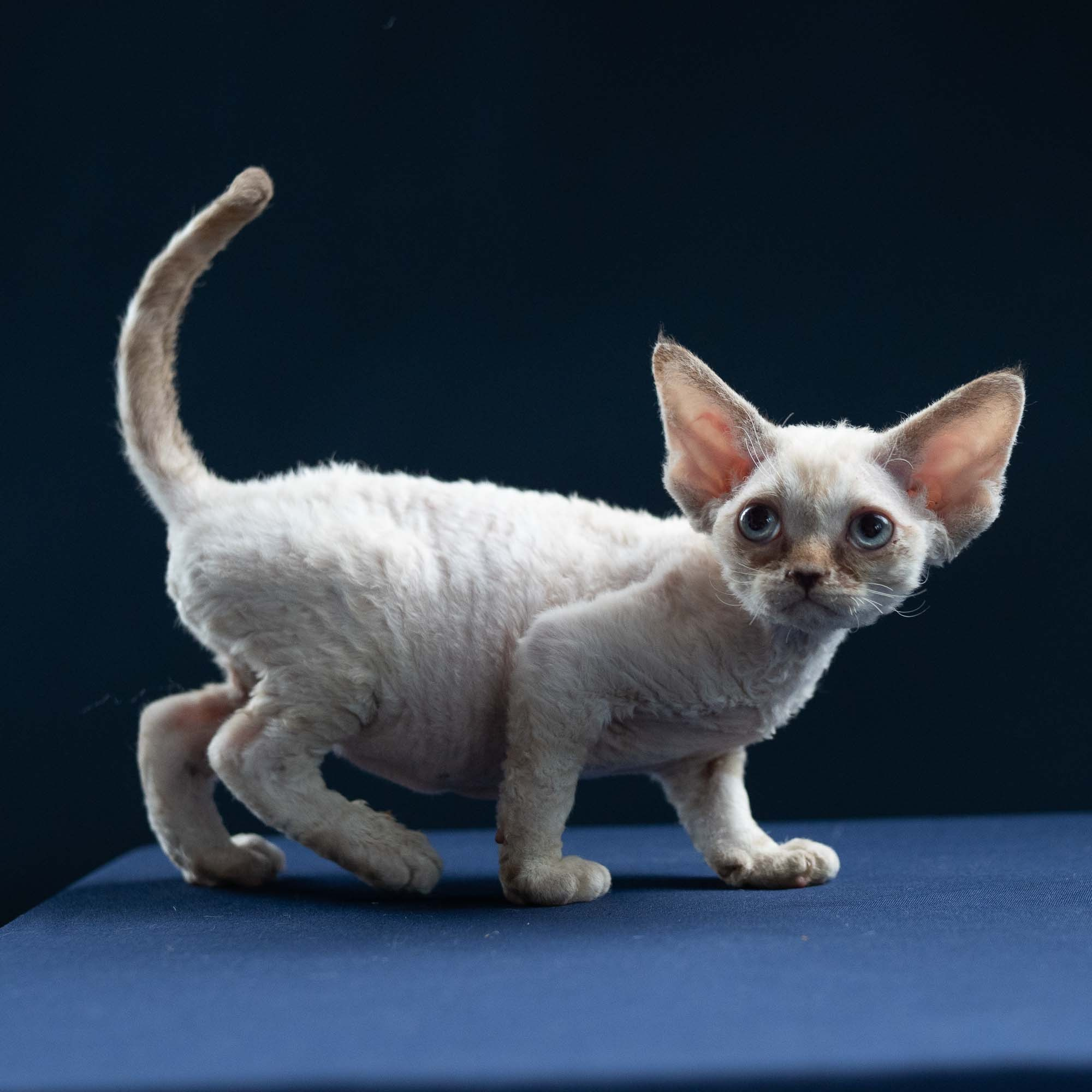 Izzy, girl, born 06.01.2025. Devon Rex Pixie Cattery