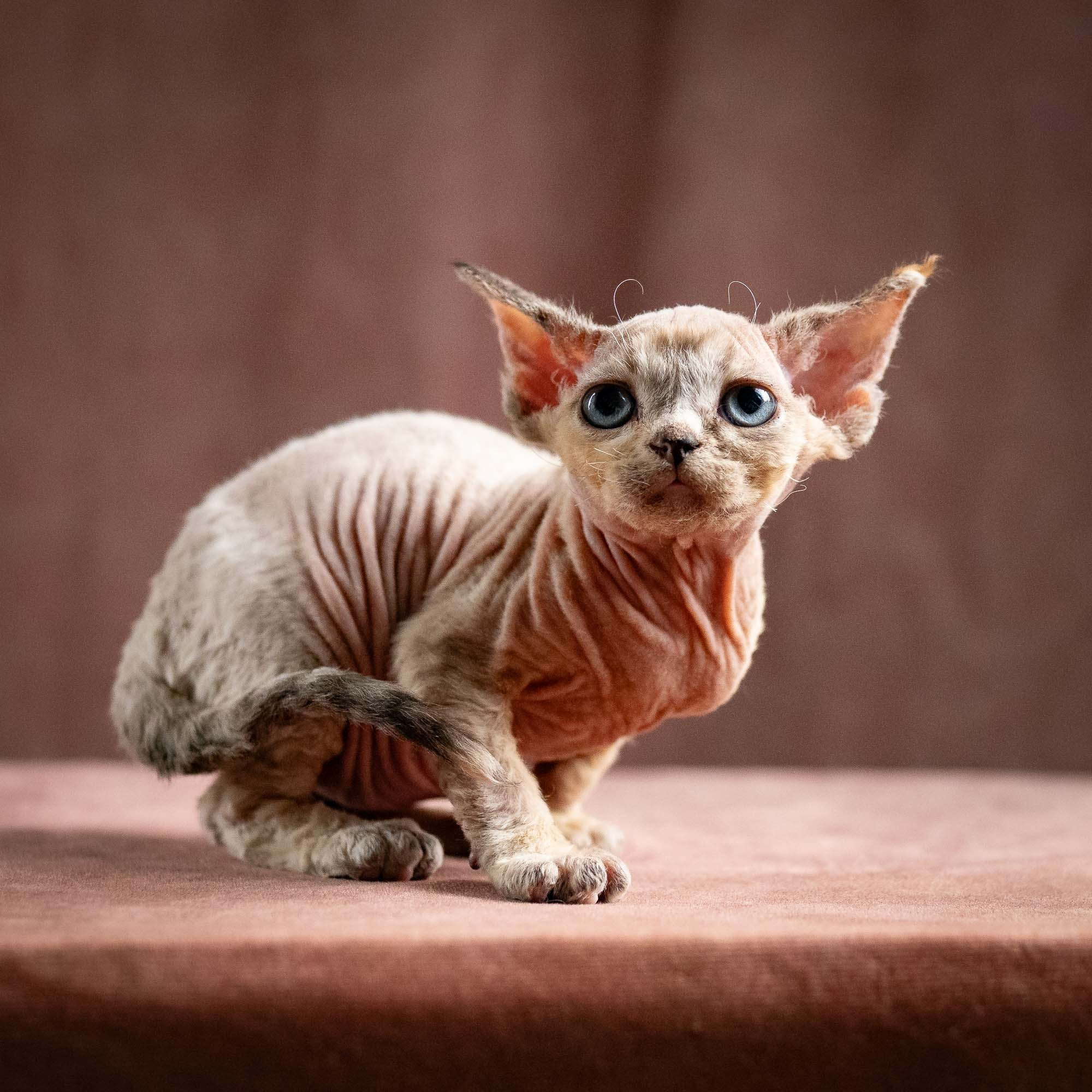 Quinley, girl, born 02.14.26. Devon Rex Pixie Cattery