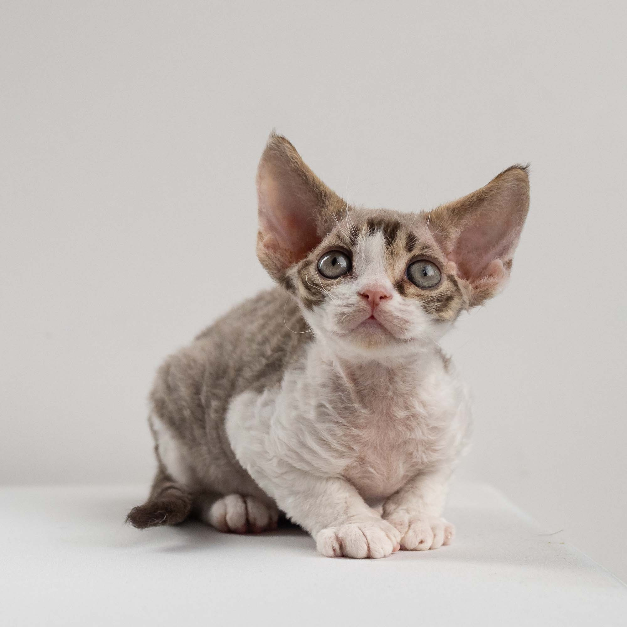 Eddie, boy, born on 06.09.24 Sold. Devon Rex Pixie Cattery