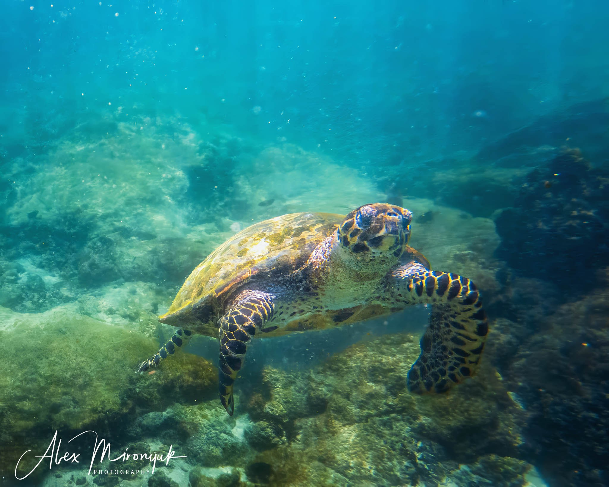 Galapagos Islands Adventure. Alex Mironyuk Photography