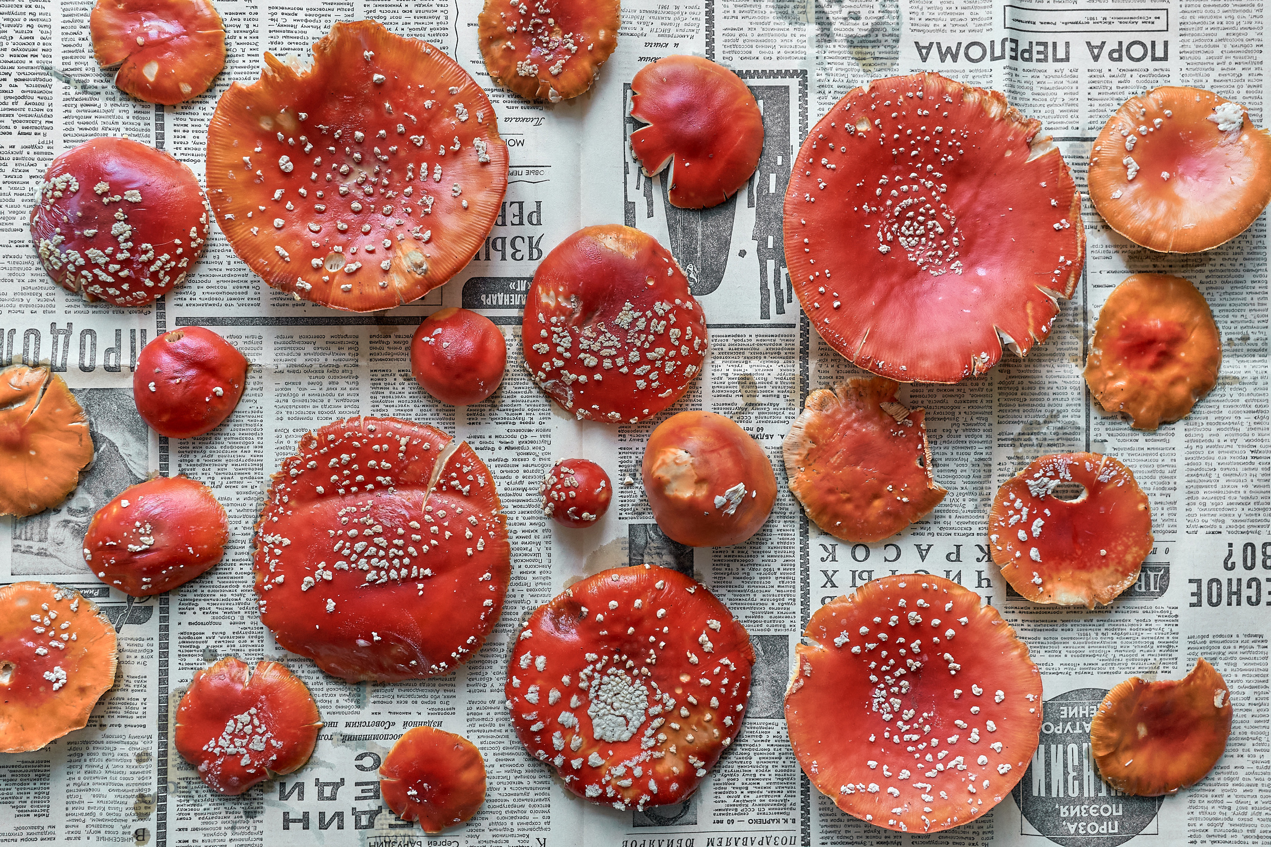 Amanita muscaria. GLISH ART — Timofey Glinin & Anastasia Shubina