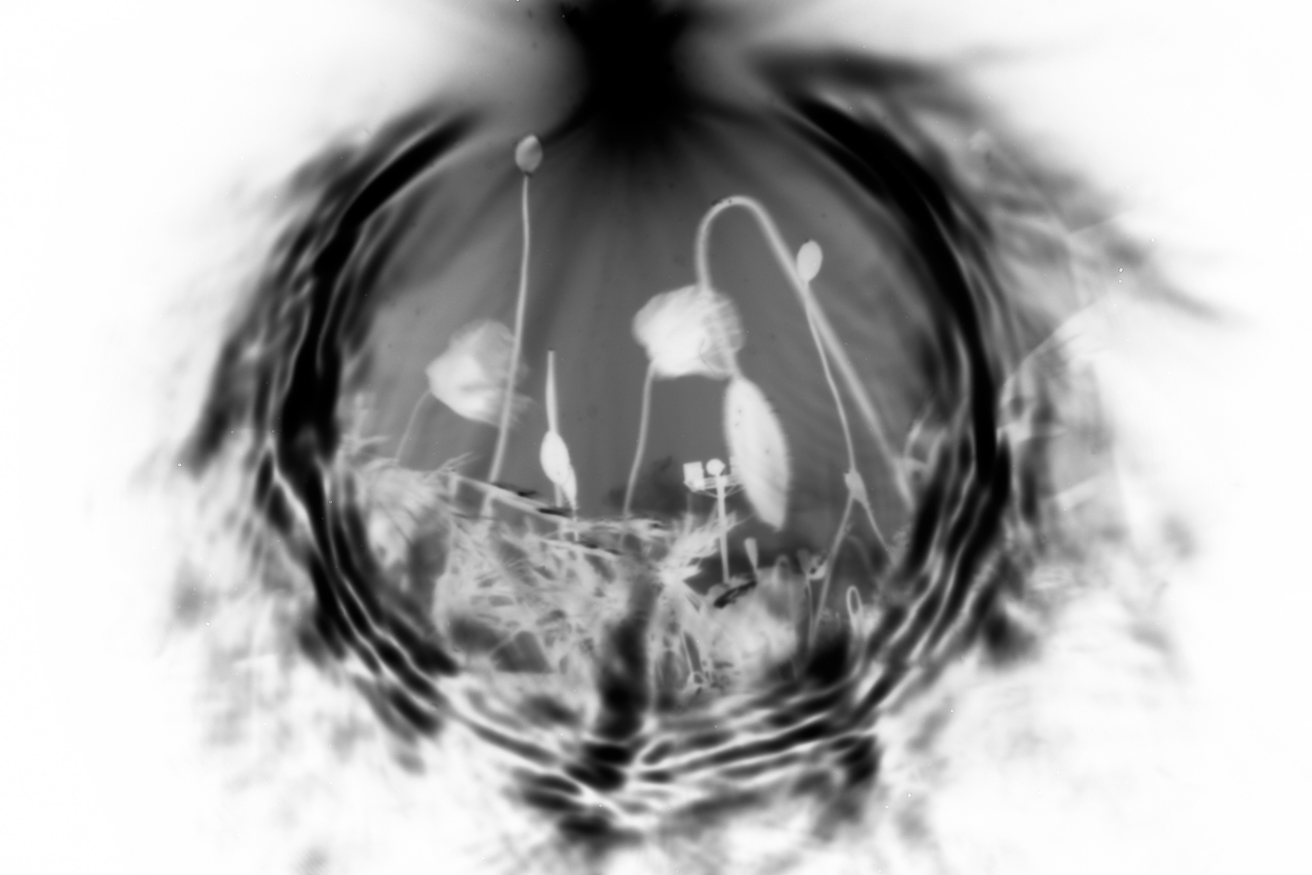 Afterimage. GLISH ART — Timofey Glinin & Anastasia Shubina