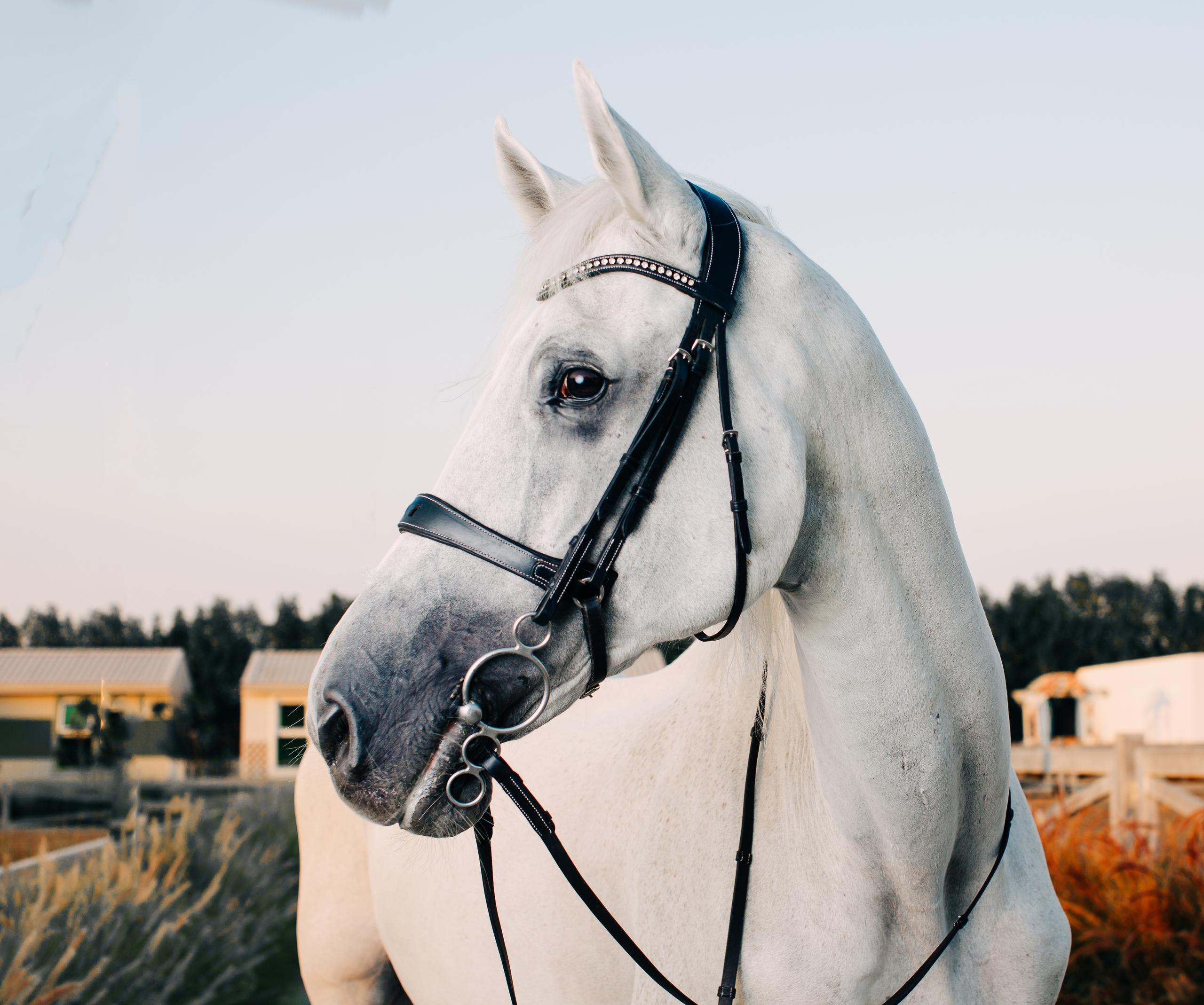 Horse photo session Dubai. Photographer in Dubai Dmitry Gromov