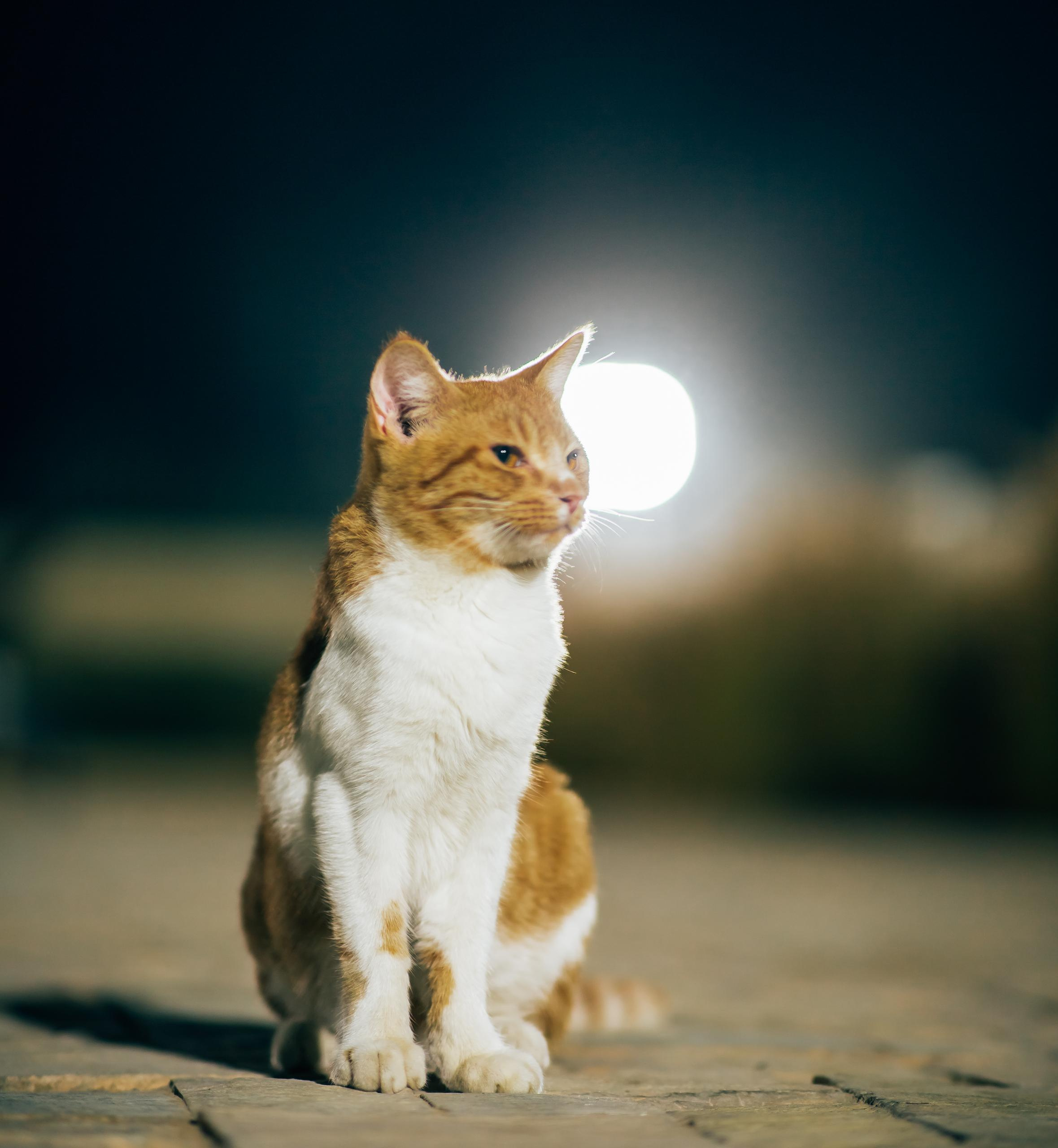 Horse photo session Dubai. Photographer in Dubai Dmitry Gromov