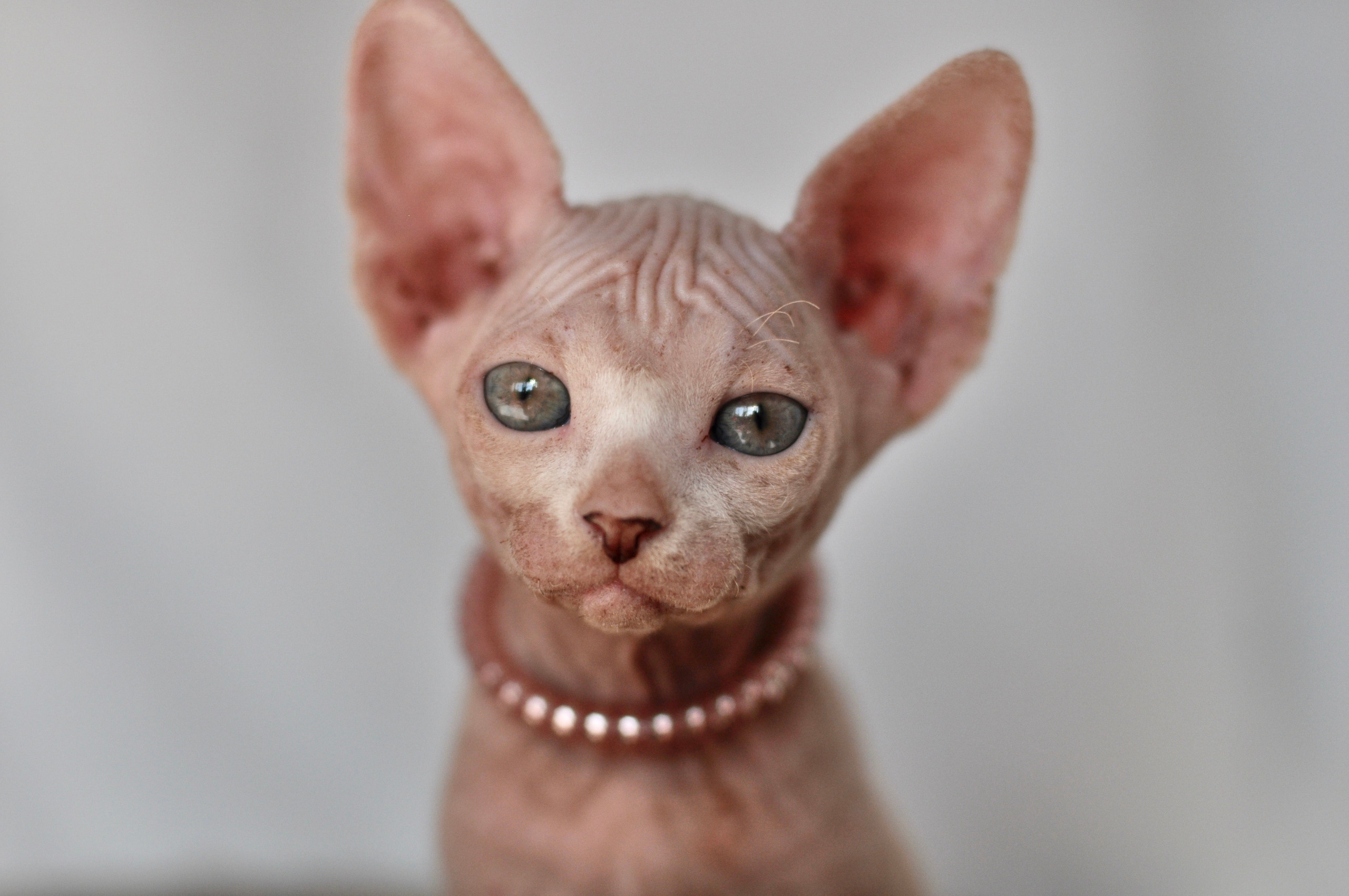 sphynx kittens Boston, sphynx kittens New York, sphynx kittens for sale Boston, sphynx kittens for sale New York