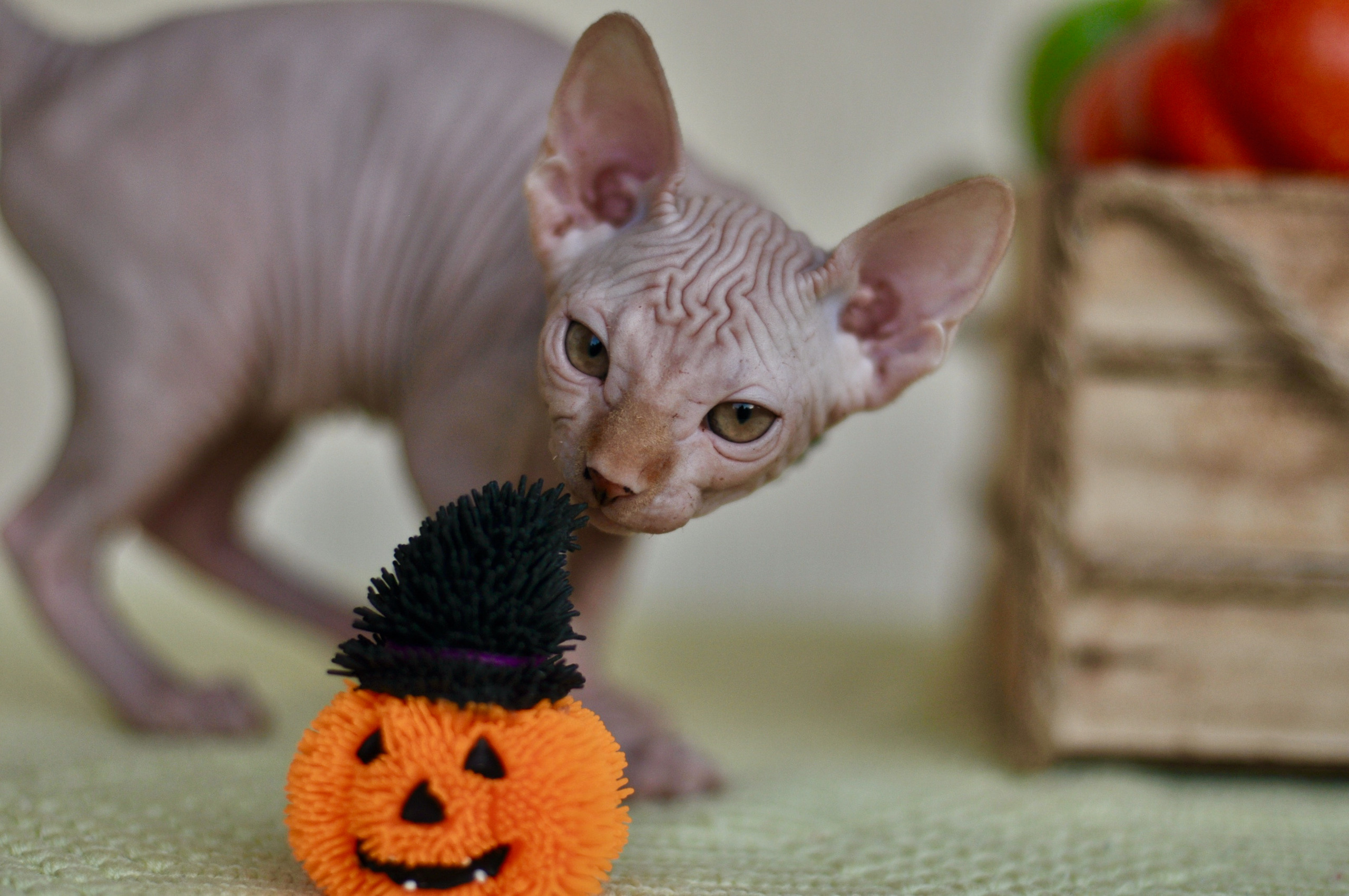 sphynx kittens London, Birmingham, sphynx kittens for sale London, sphynx kittens for sale Birmingham