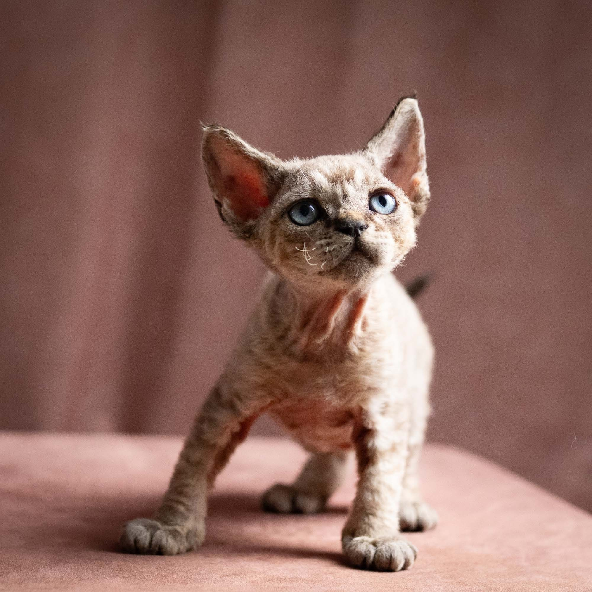 Quincy, boy, born 02.14.26. Devon Rex Pixie Cattery
