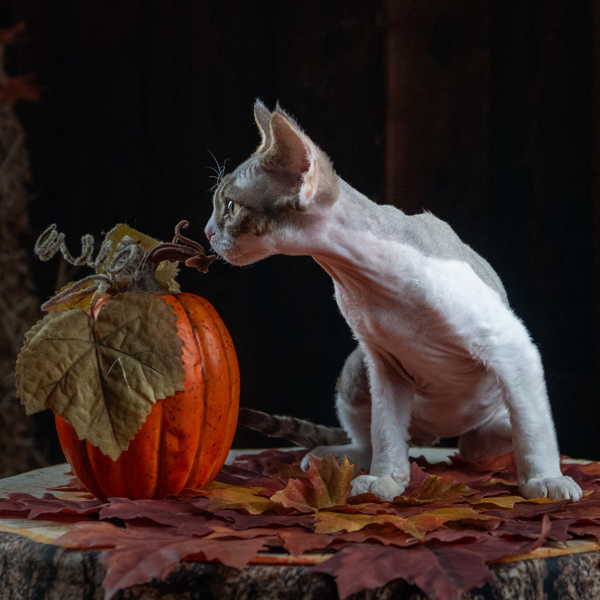 Eddie, boy, born on 06.09.24 Sold. Devon Rex Pixie Cattery
