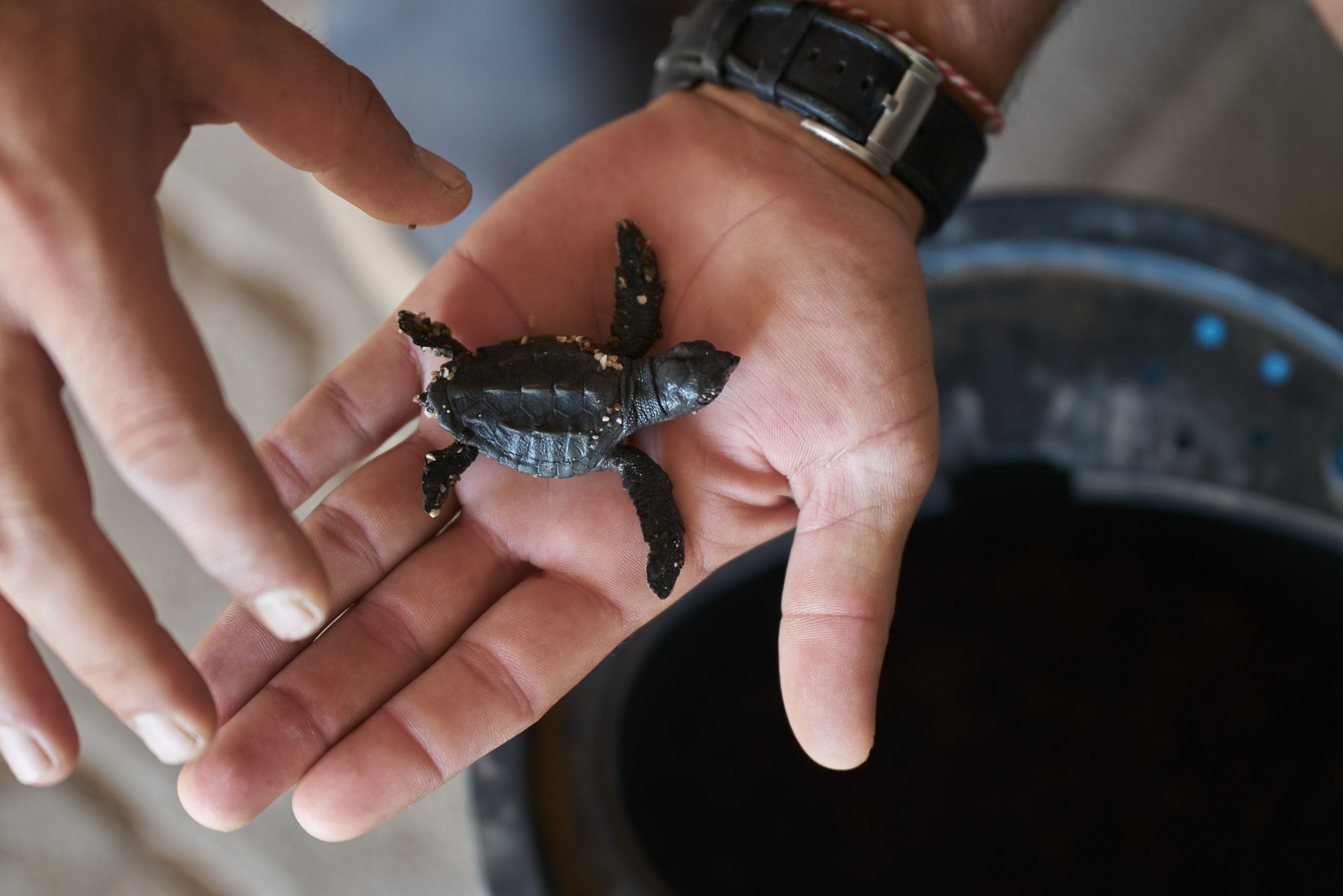 Caretta caretta | Anastasiia Nelen photographer