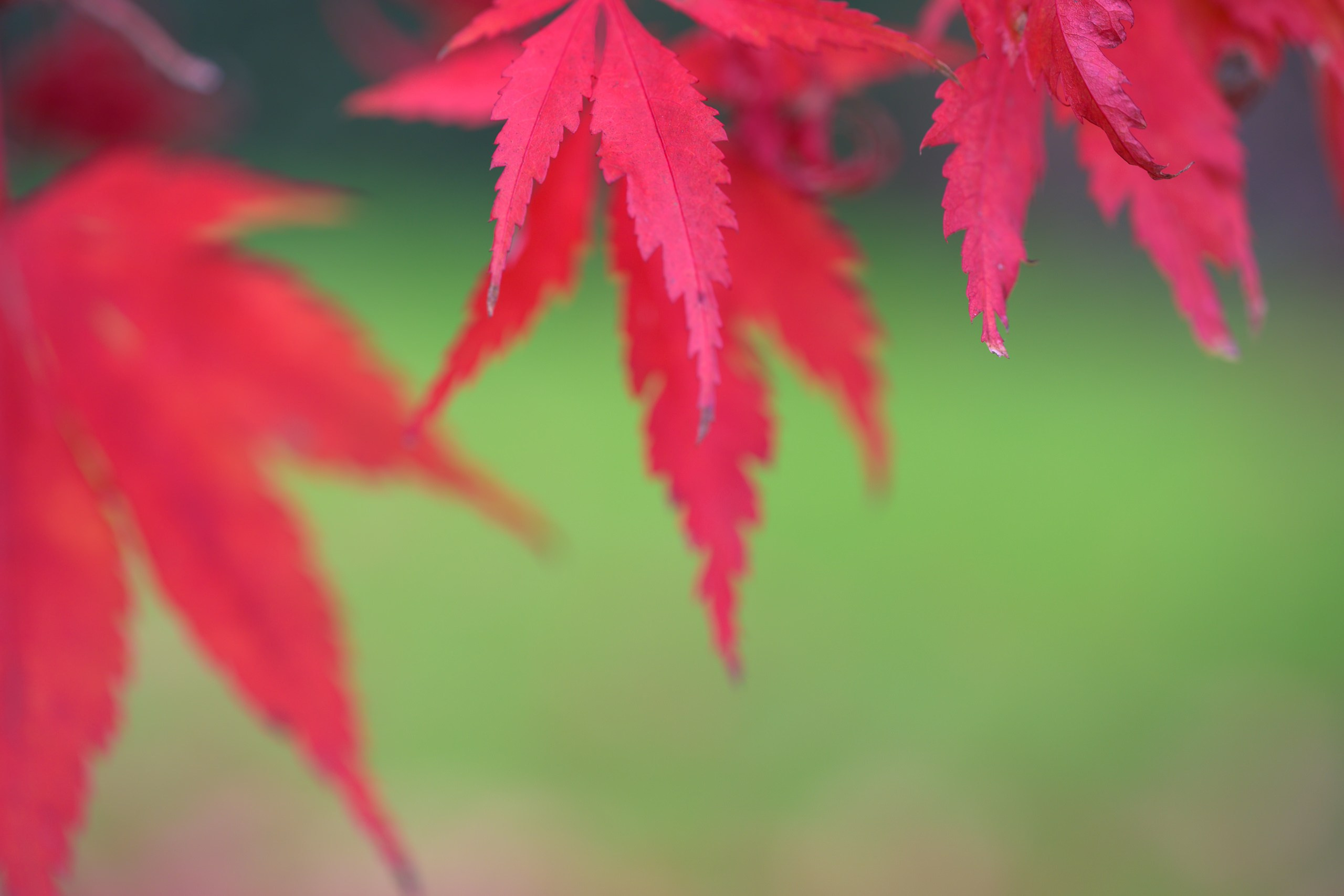 Portrait- und Content Fotograf im DACH-Raum Jack Dovgani