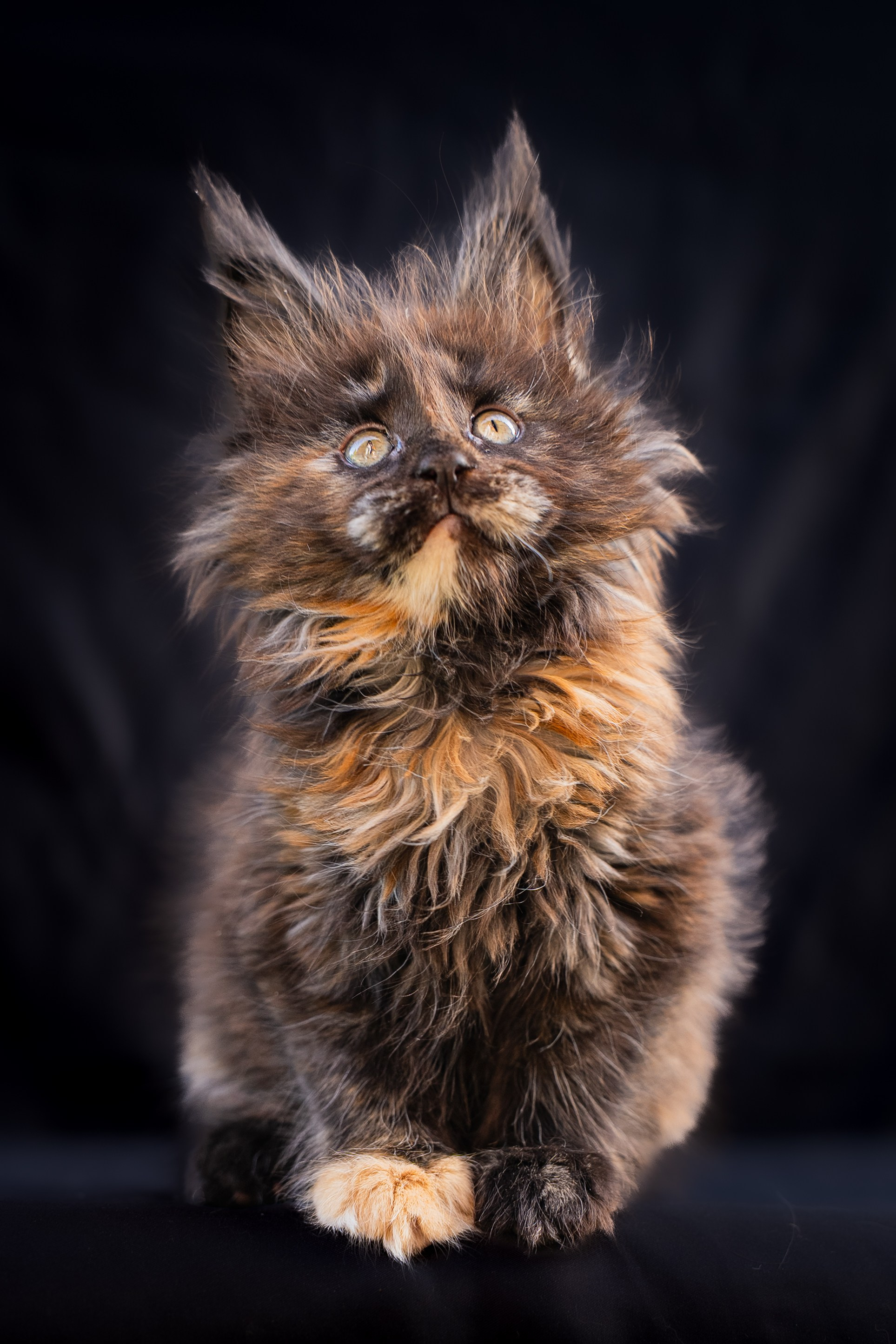 Senator Juliet. Senator Cat — Maine Coon cattery