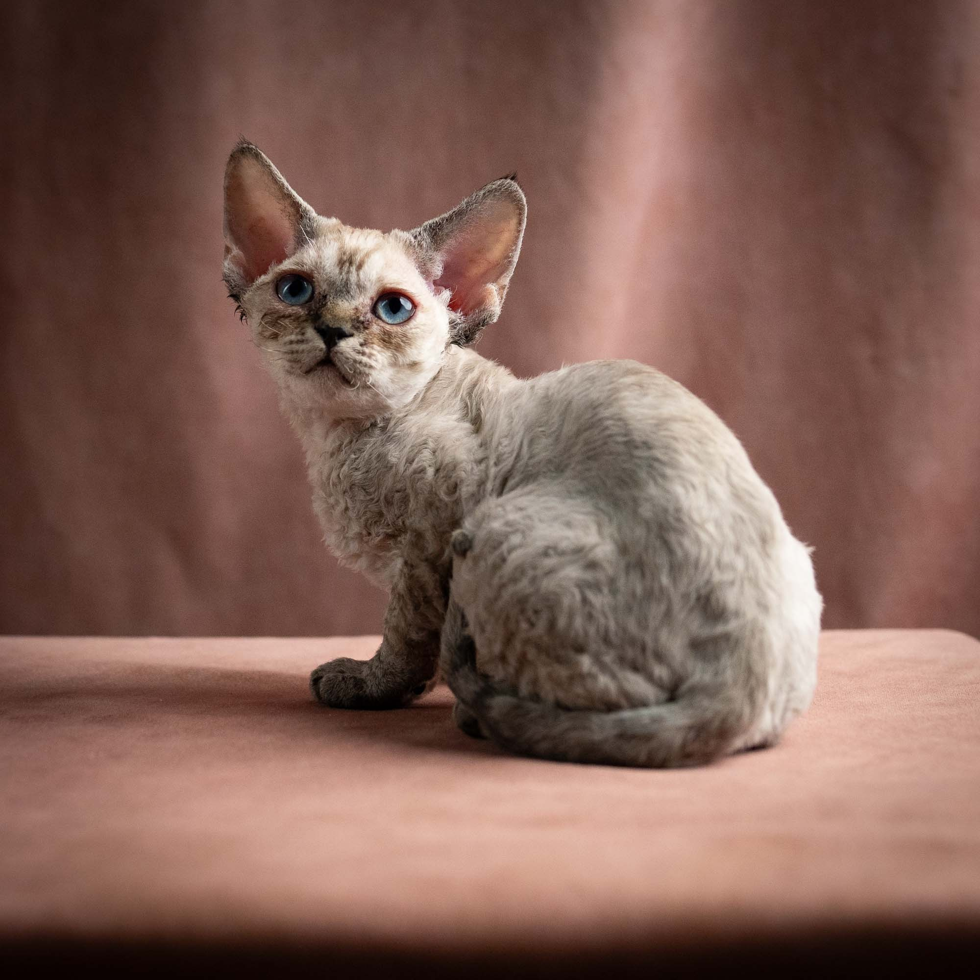 Quella, girl, born 02.14.26. Devon Rex Pixie Cattery